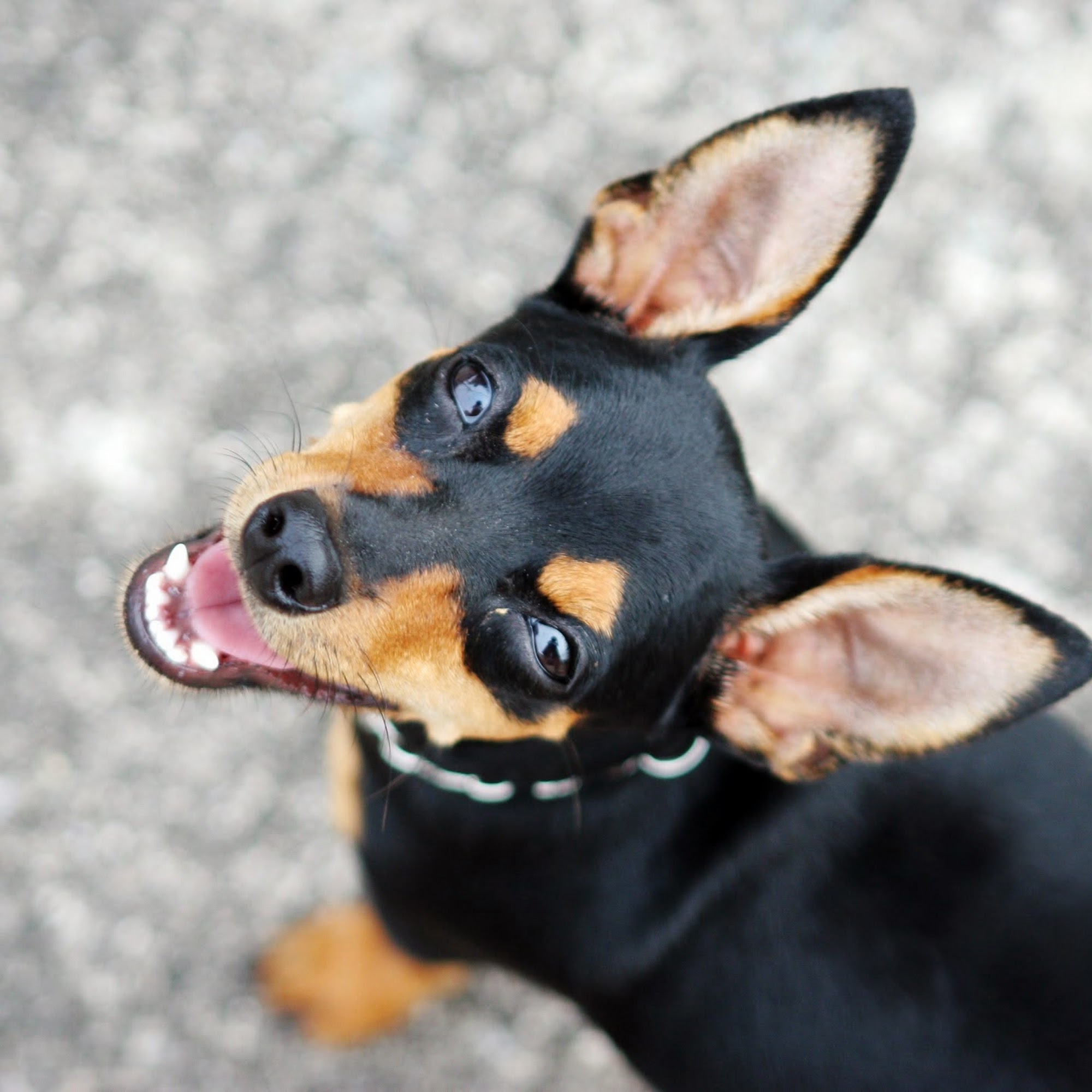 Nickerson Animal Health Center Benton Harbor