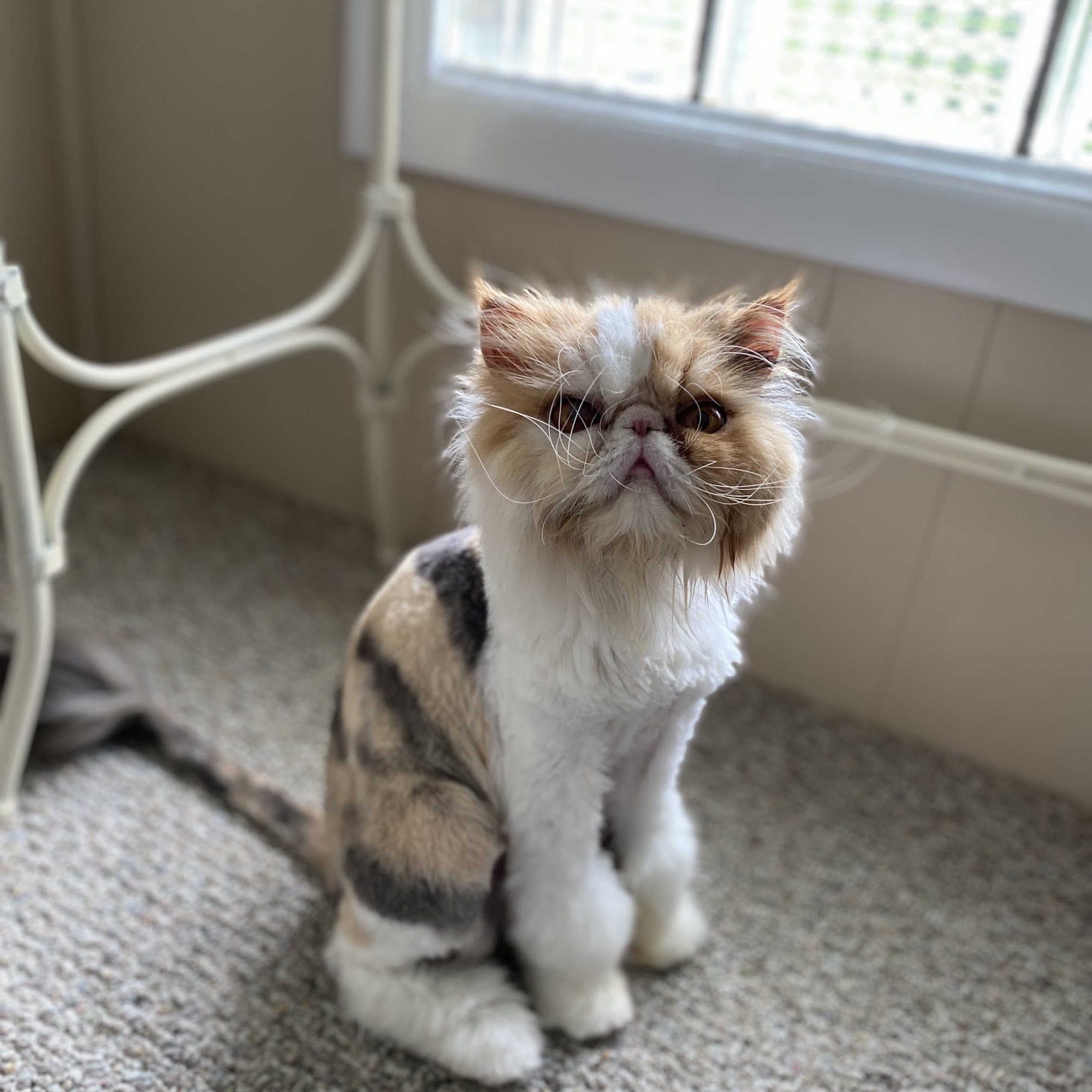 Fluff N' Suds Pet Salon Benton Harbor