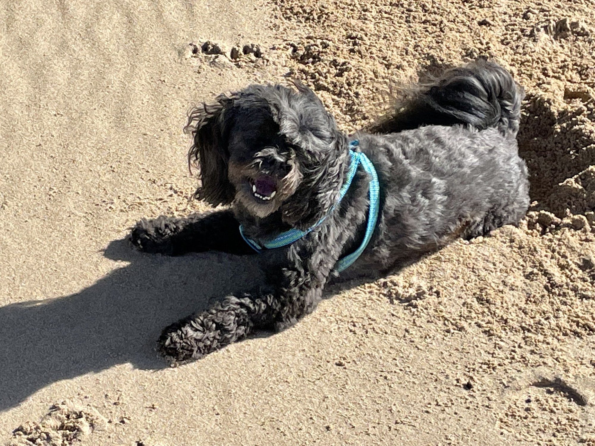 Fluff N' Suds Pet Salon Benton Harbor