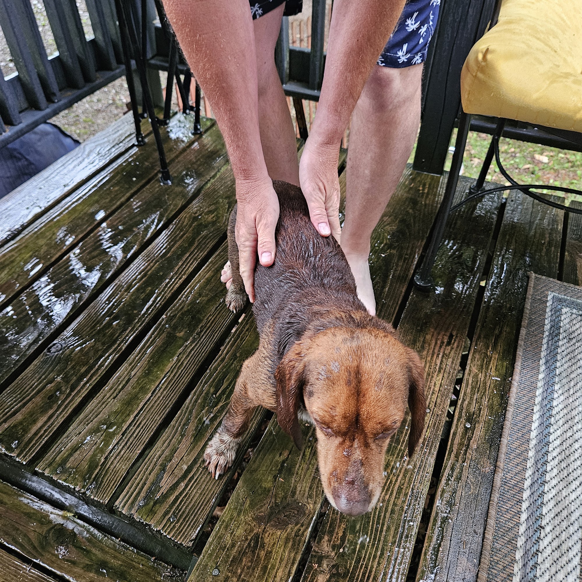 Berrien County Animal Control Benton Harbor