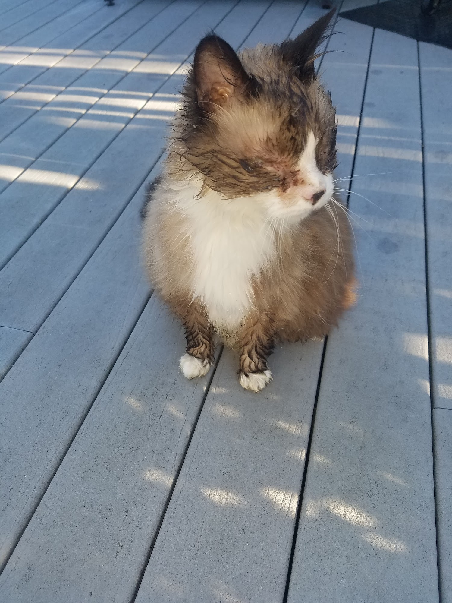 Berrien County Animal Control Benton Harbor