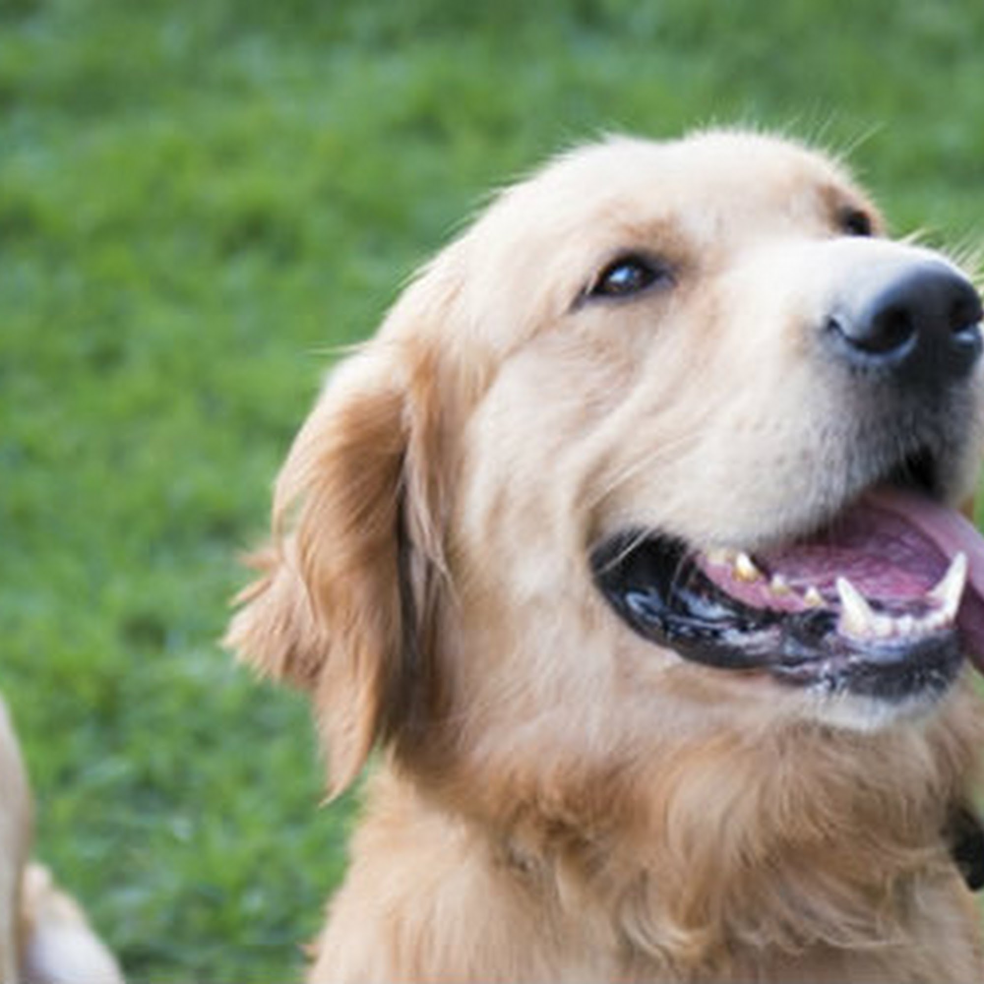 Beverly Hills Veterinary Associates Beverly Hills