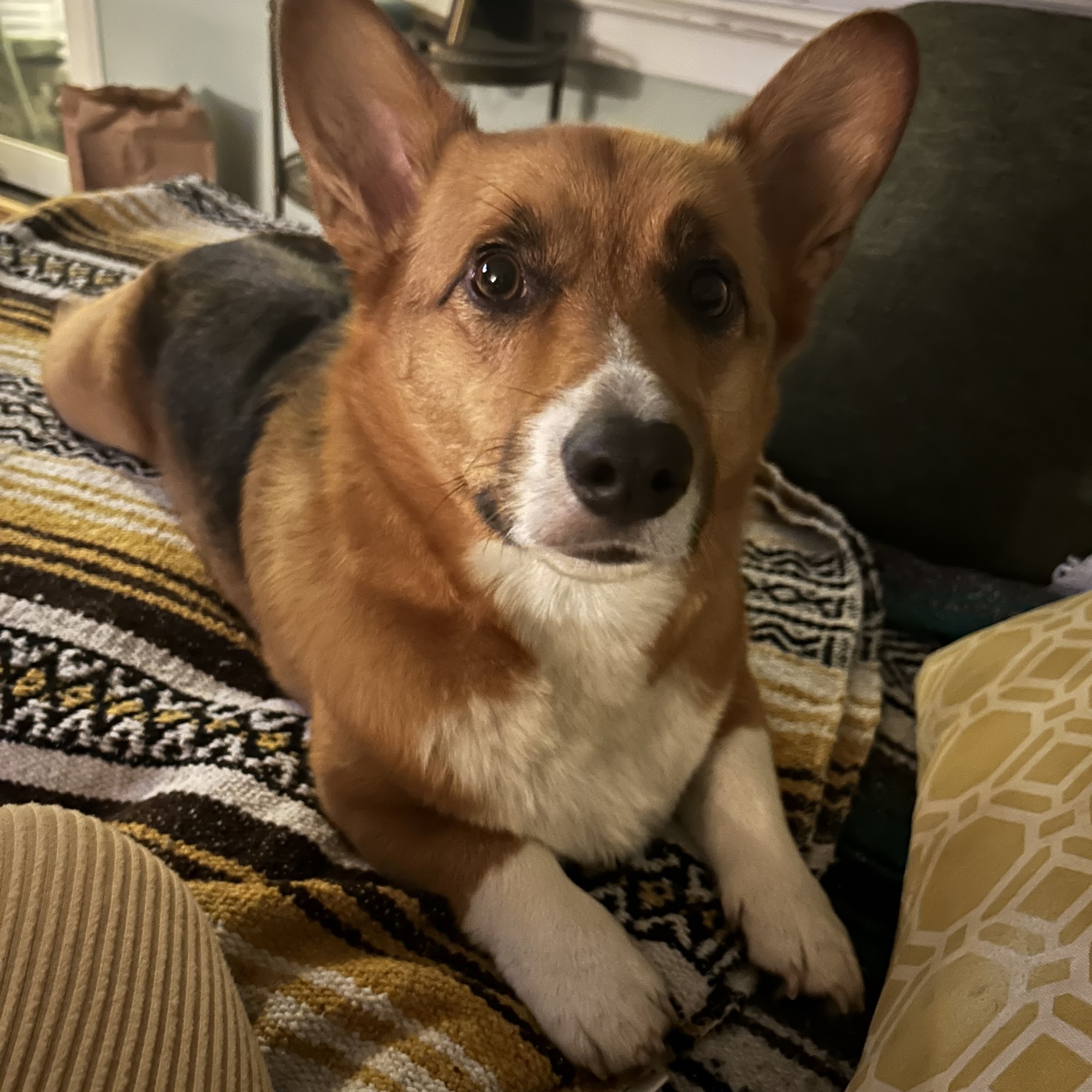 Stone Hill Veterinary Clinic Big Rapids