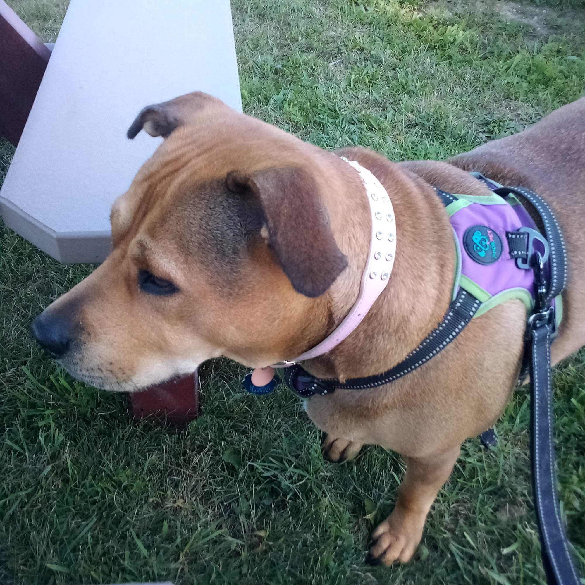 Pleasant View Animal Clinic Big Rapids