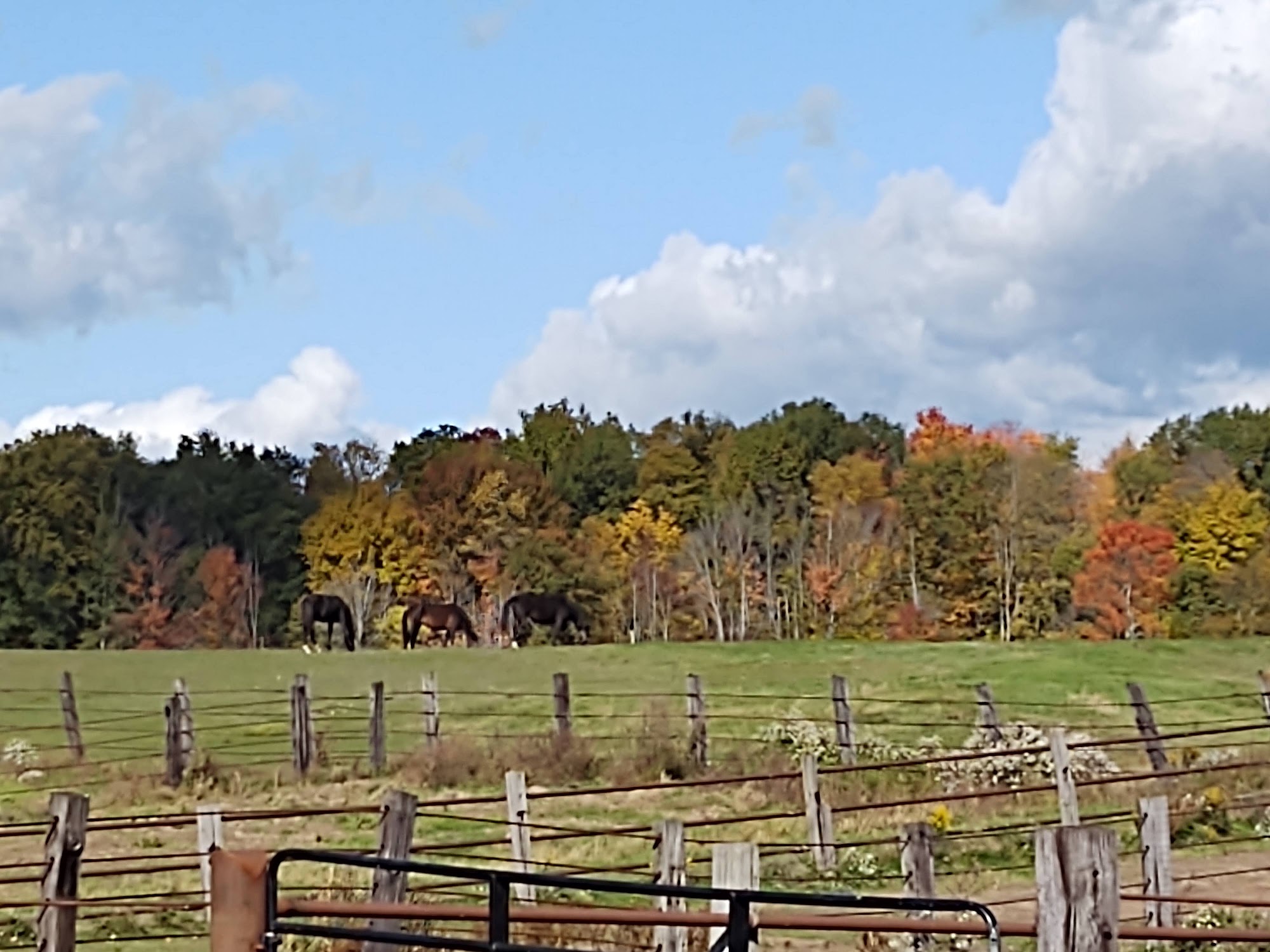 Pleasant View Animal Clinic Big Rapids