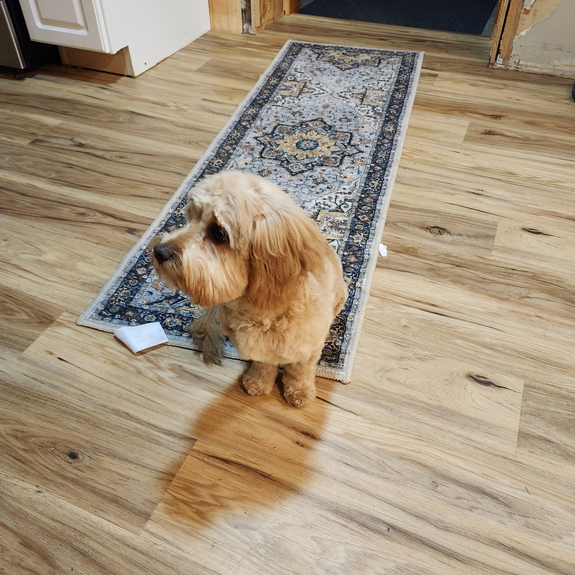 19 Mile Veterinary Hospital Big Rapids