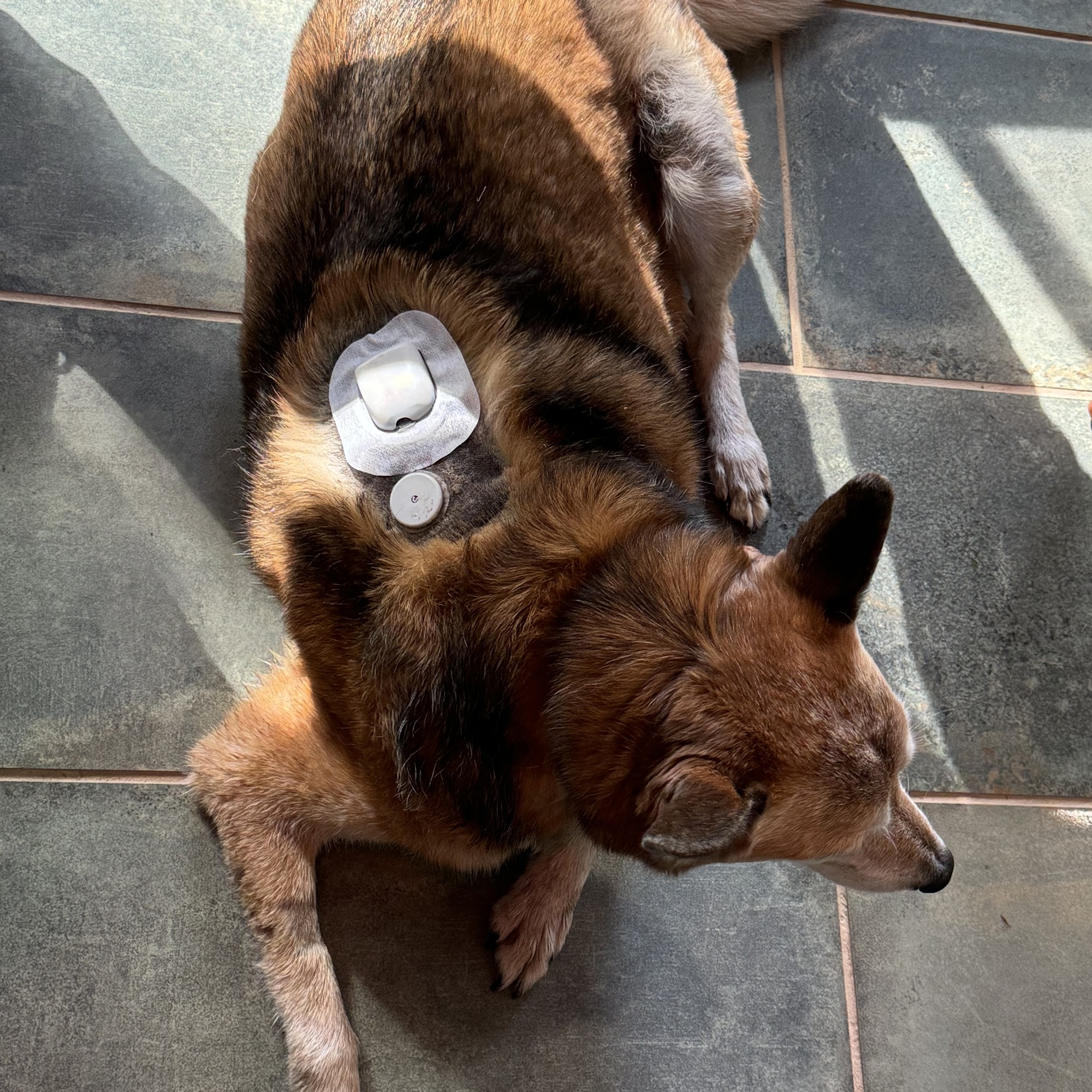 Pleasant View Animal Clinic: Gilbert G C DVM Big Rapids