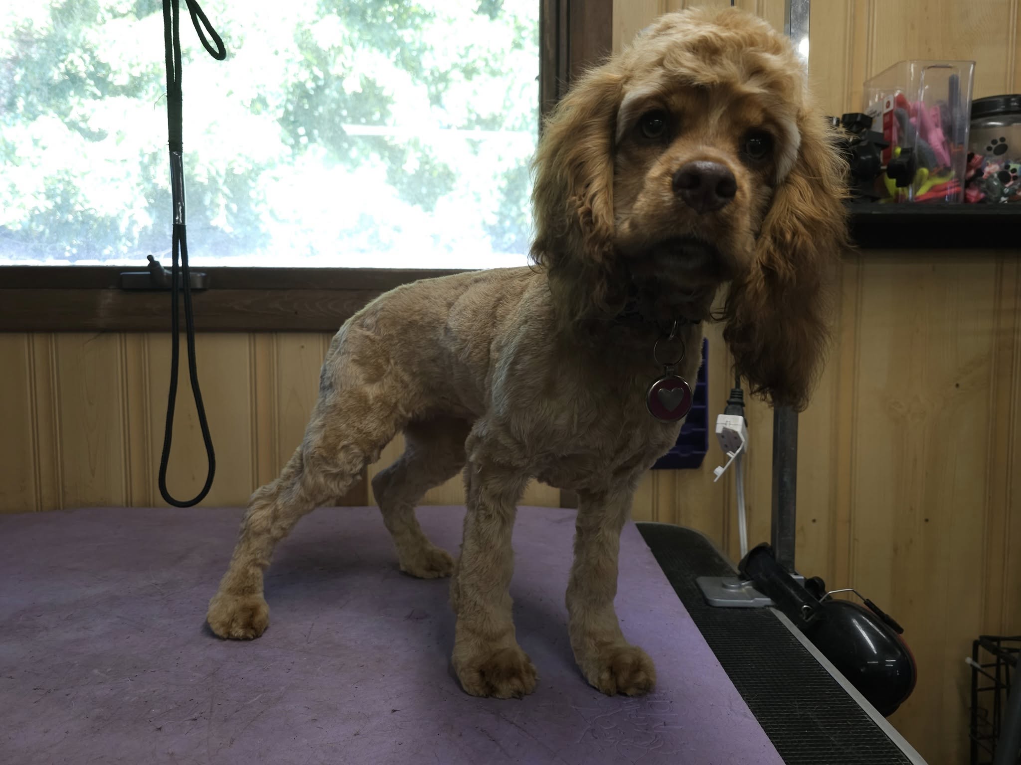 The Pet Boutique Big Rapids