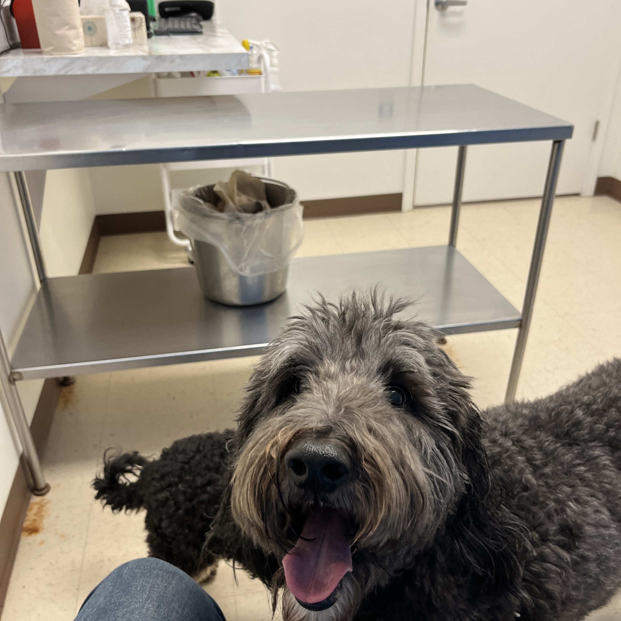 Gasow Veterinary Hospital Birmingham