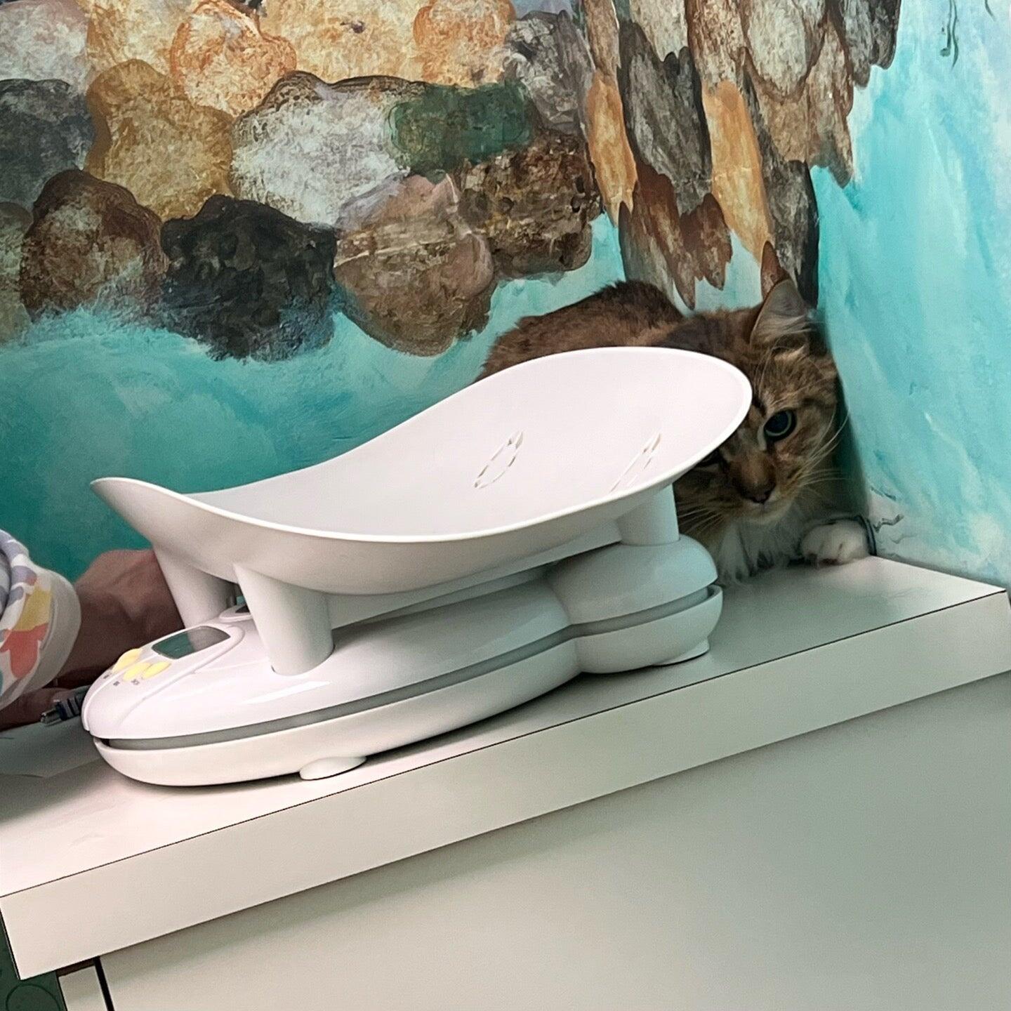 The Cat Practice pc Birmingham