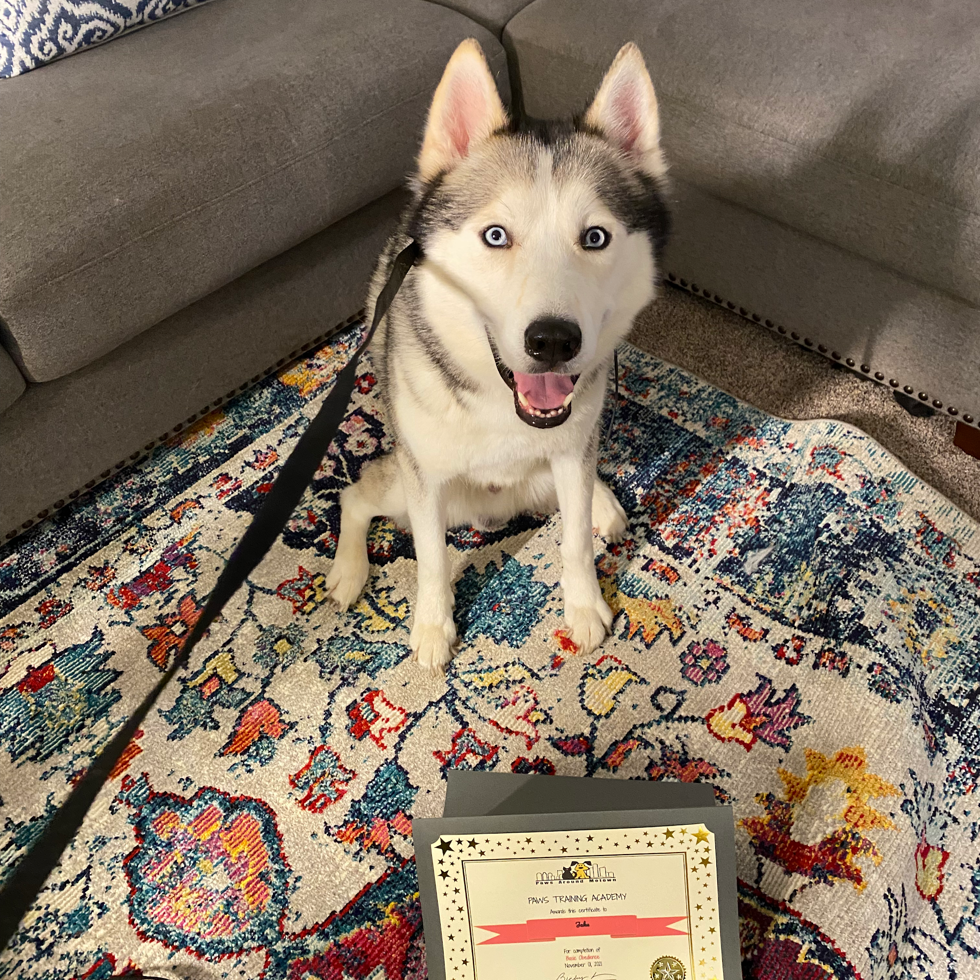 Paws Around Motown Birmingham