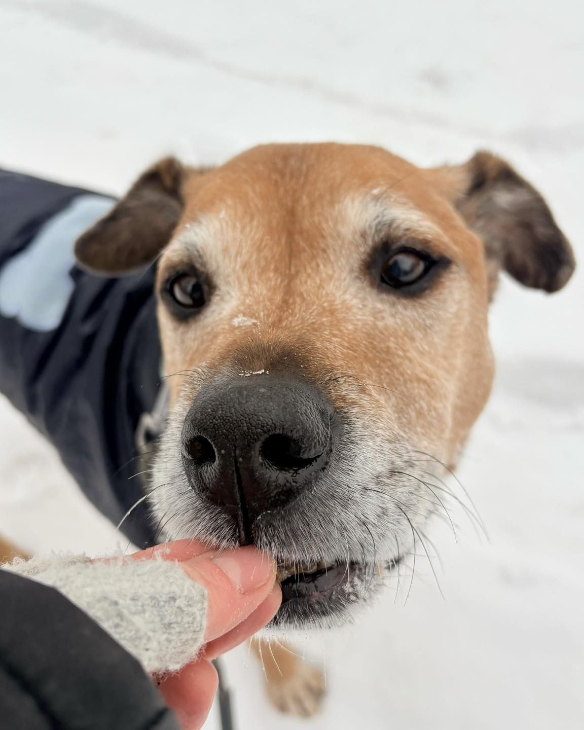 Paws Around Motown Birmingham