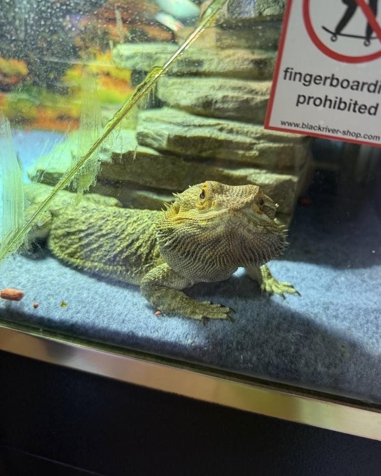 Paws Around Motown Birmingham