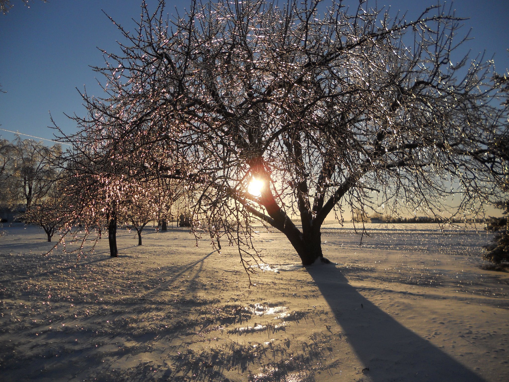 Pasternak Tree Services