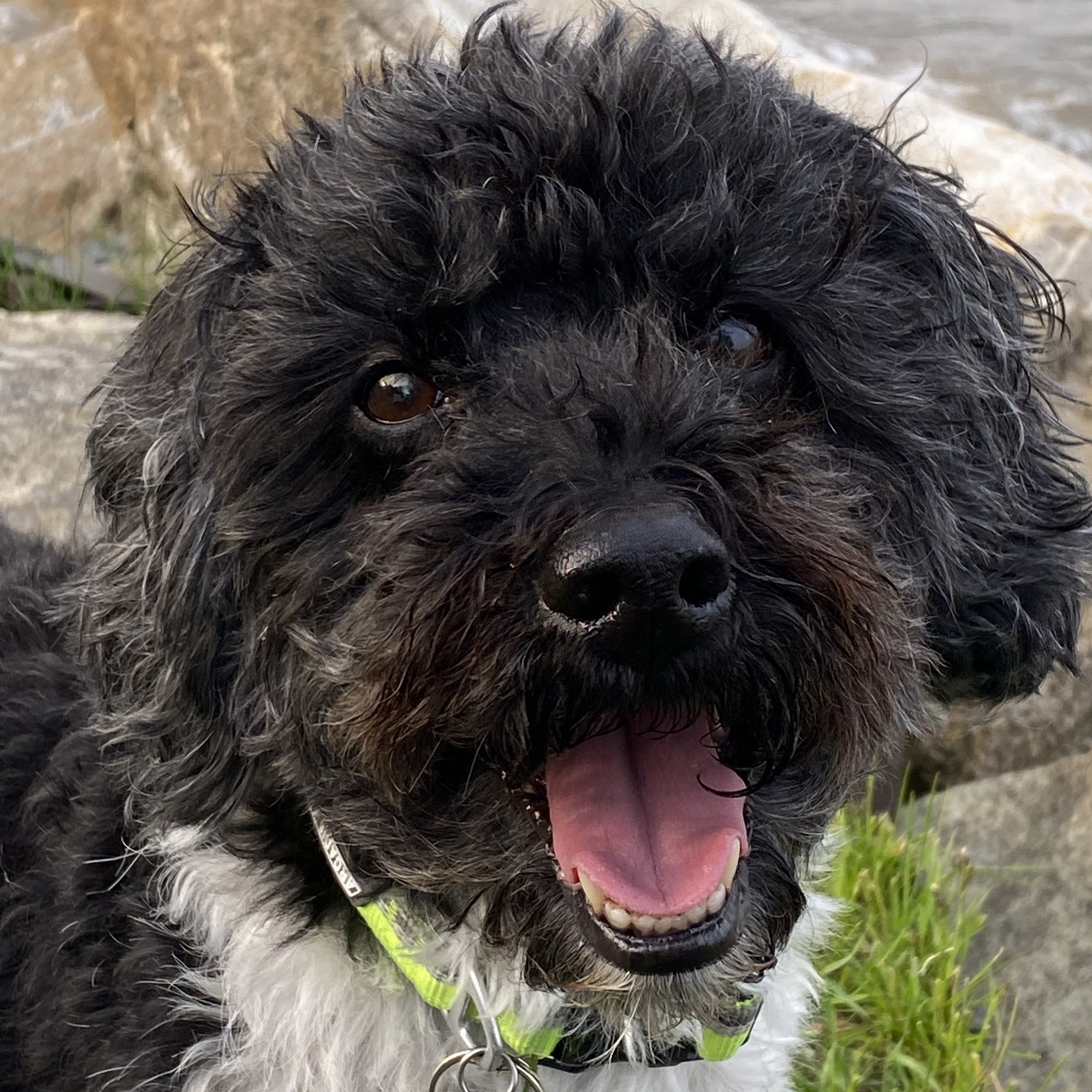 DePorre Veterinary Hospital Bloomfield Hills