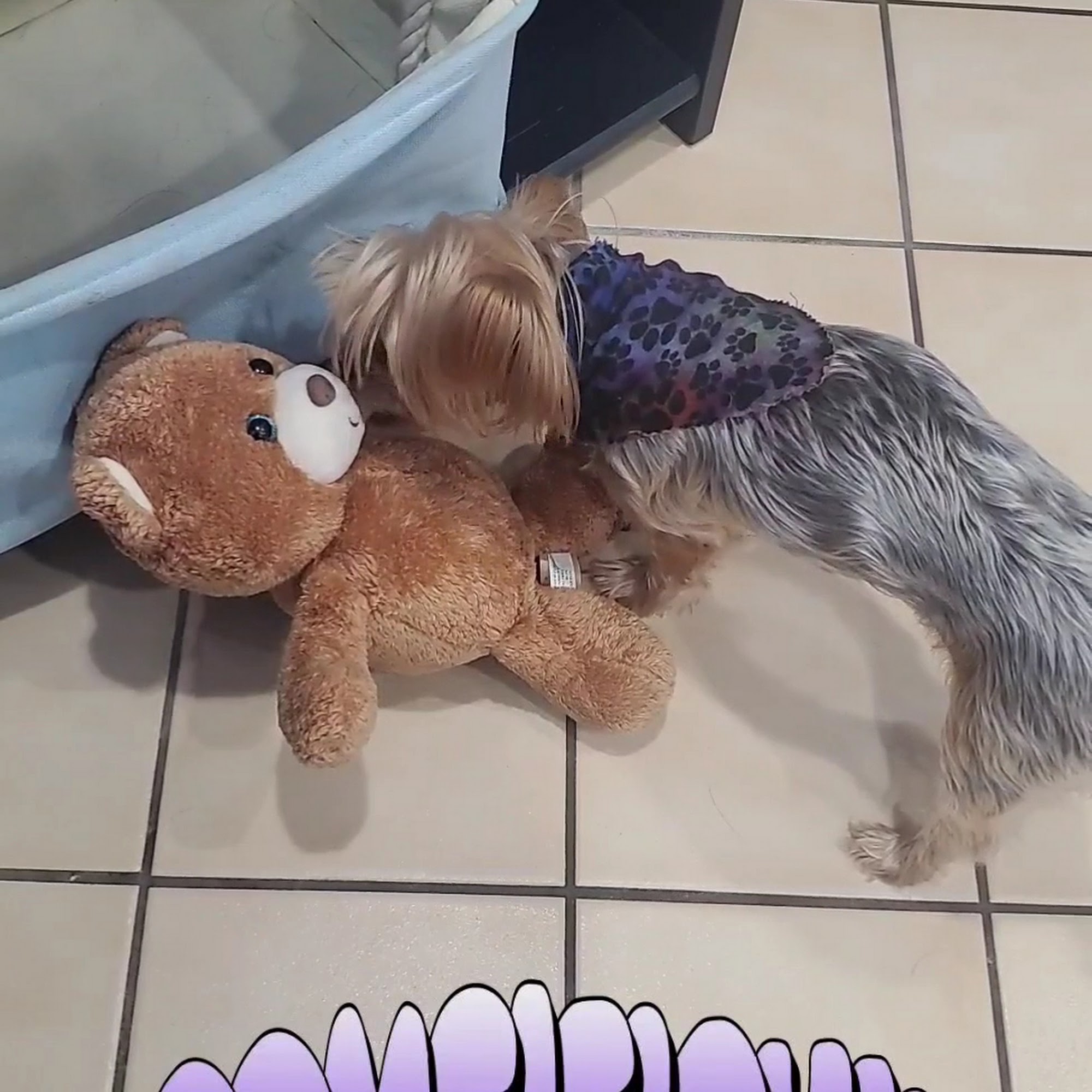 Ross Hospital for Animals Bloomfield Hills