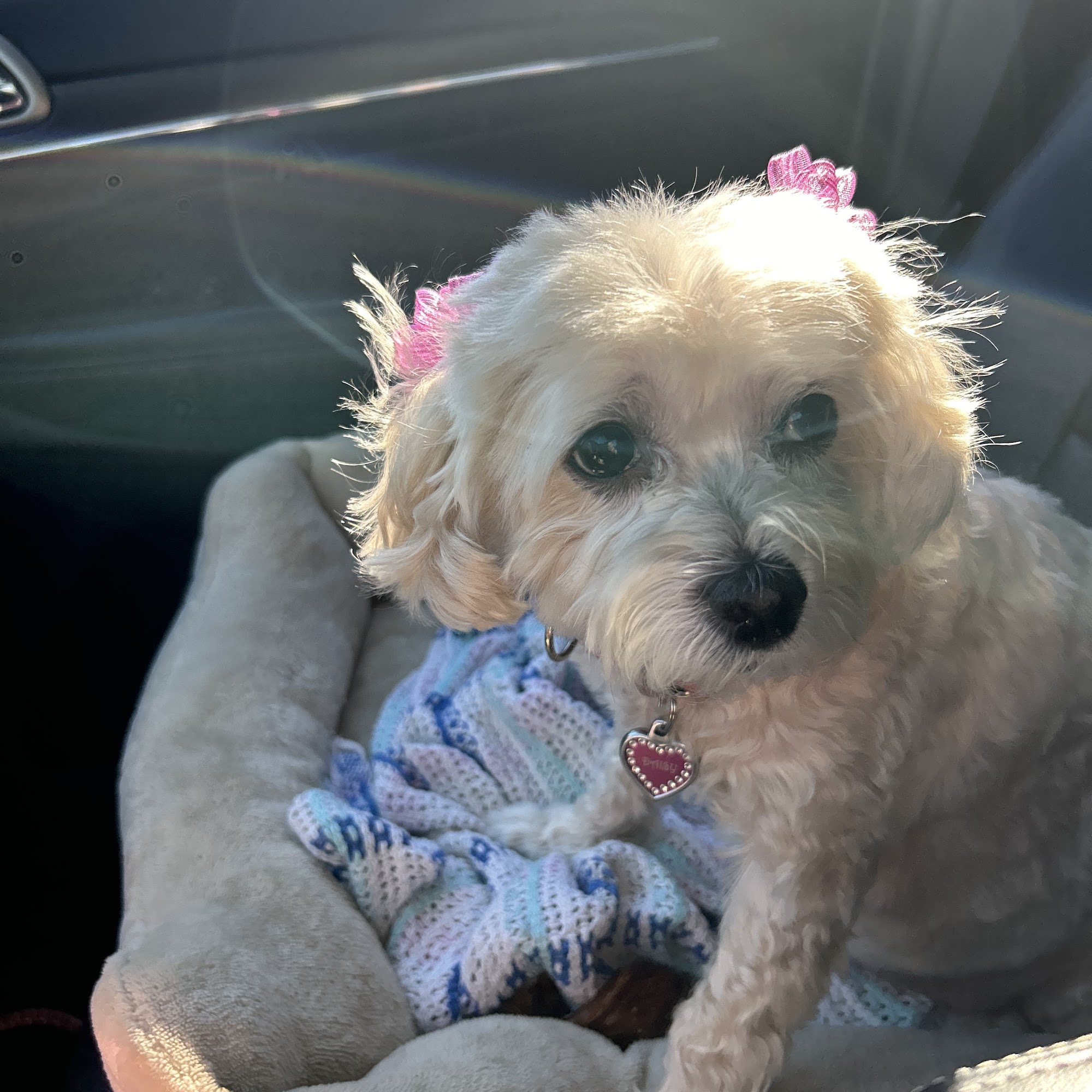 MVP Grooming Bloomfield Hills