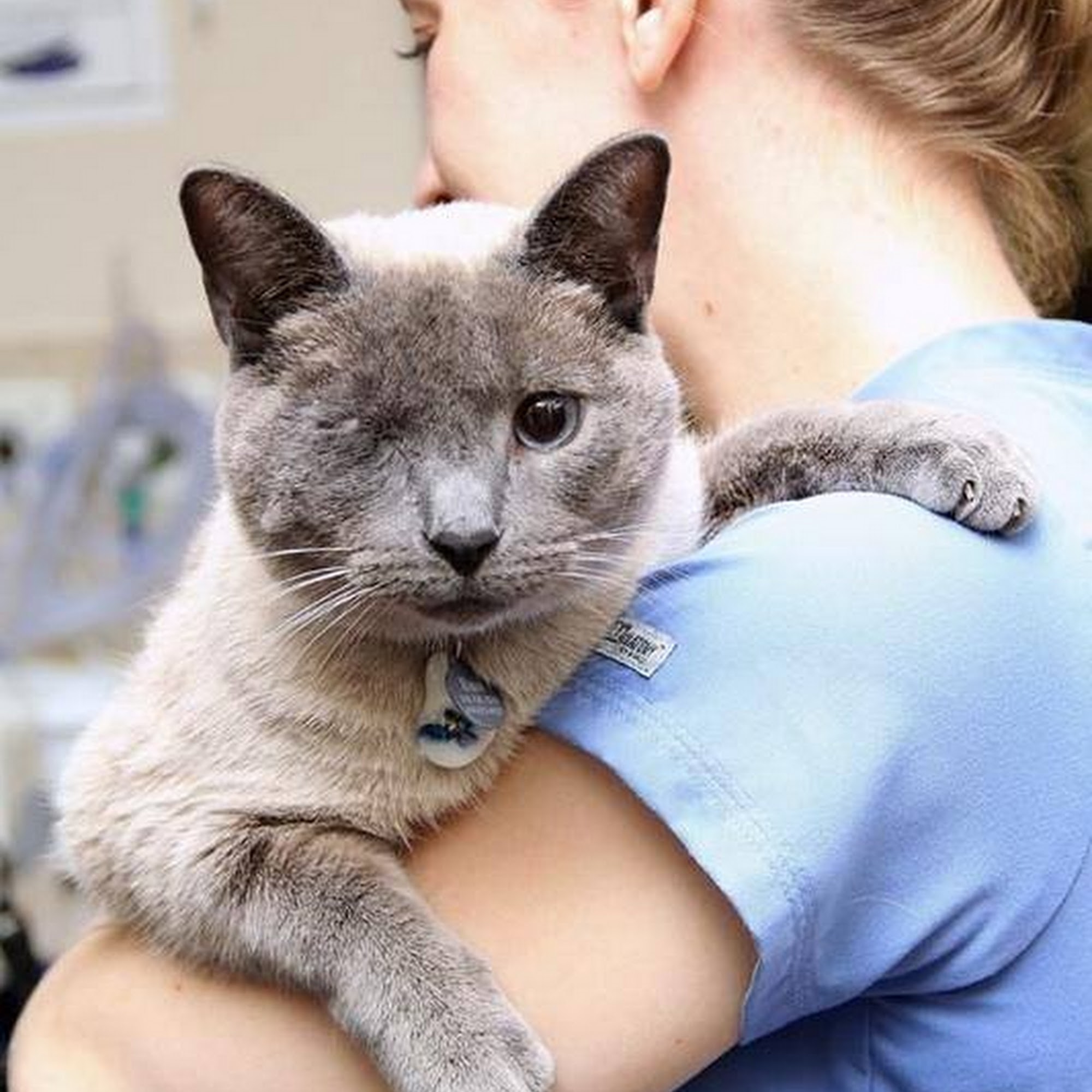 Oakland Veterinary Referral Services Bloomfield