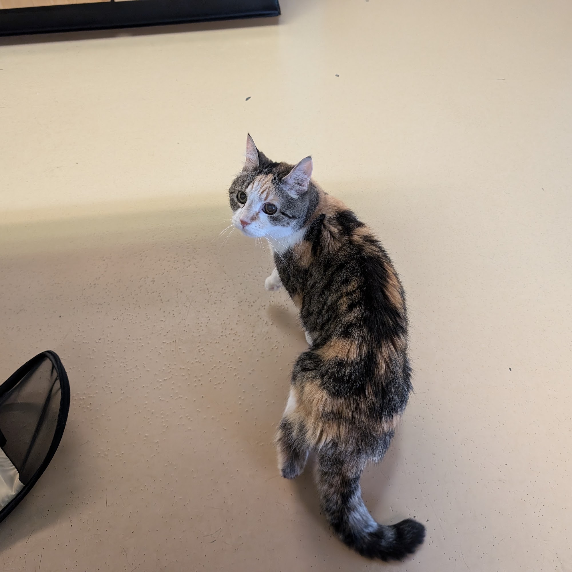 Baylis Animal Hospital Brandon