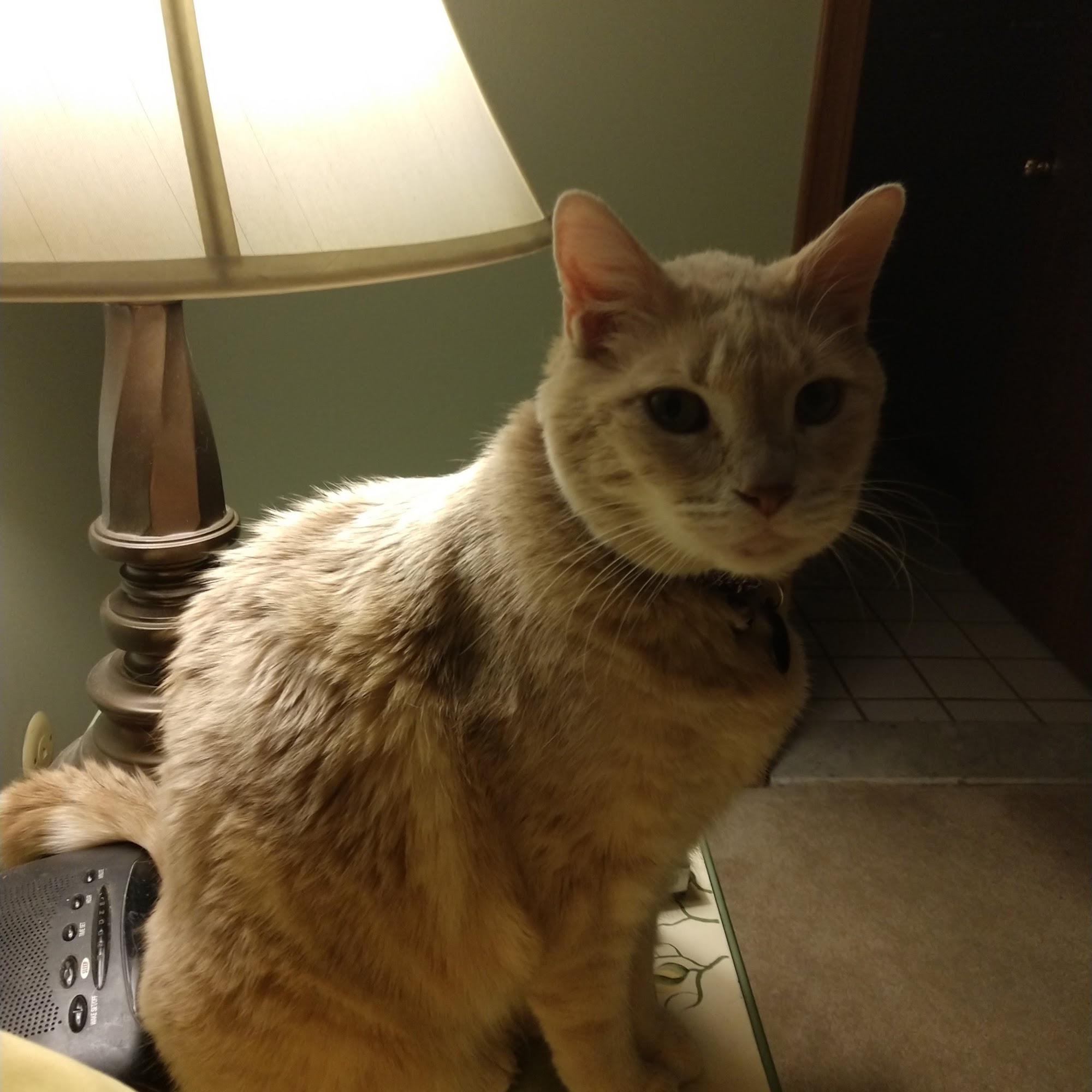 Ortonville Animal Hospital Brandon