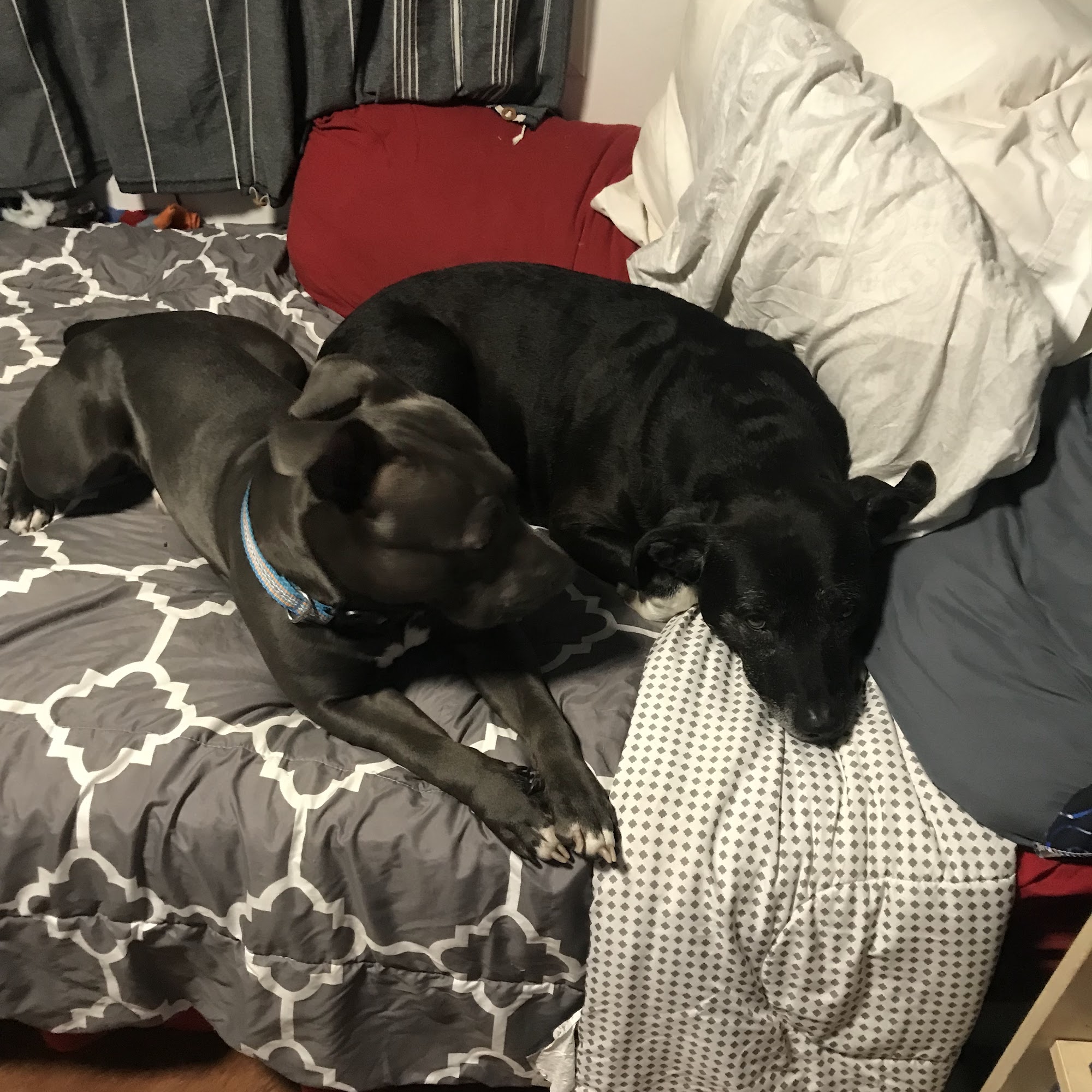 Ani-Med Animal Health Care Bridgman