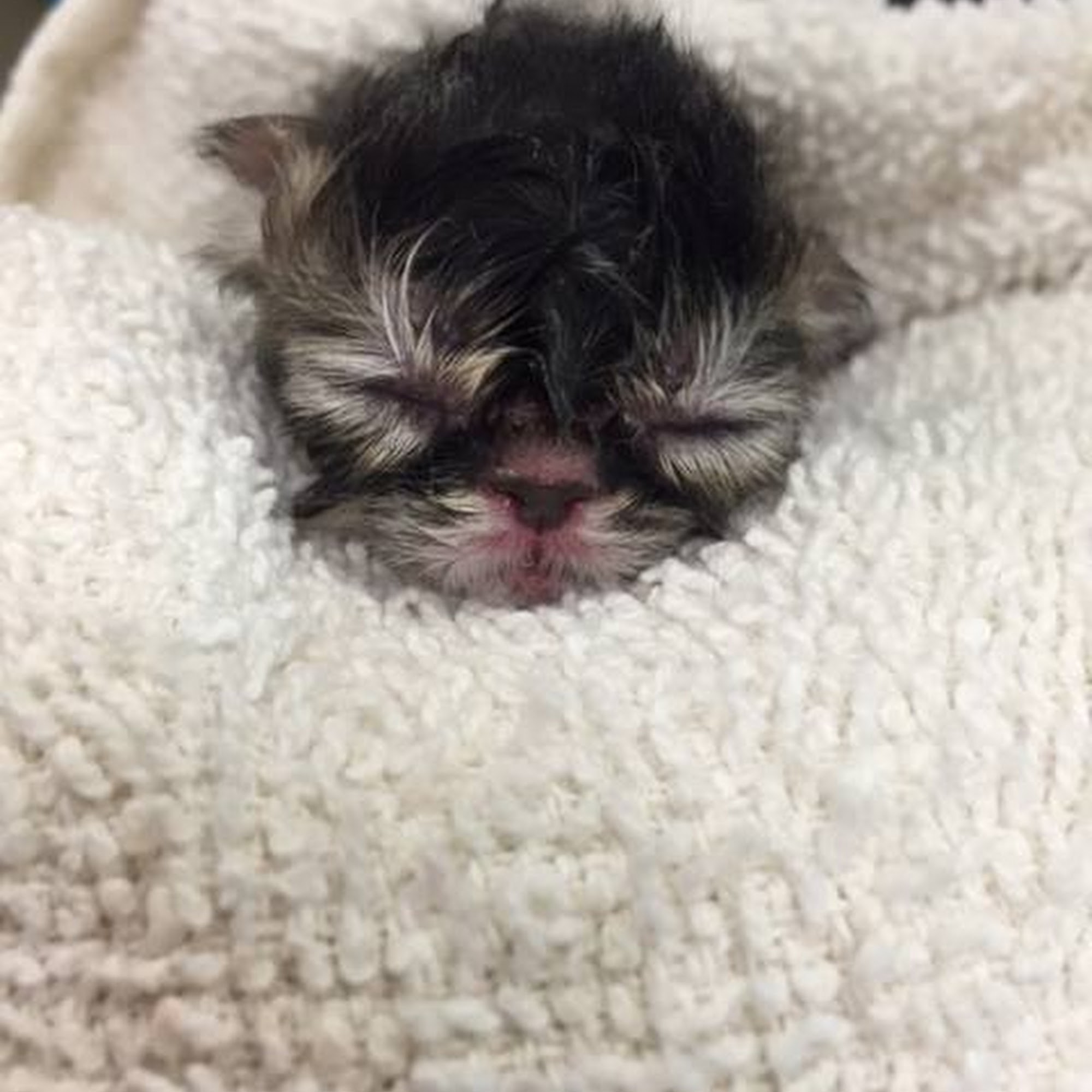 Towne & Country Animal Hospital Brighton