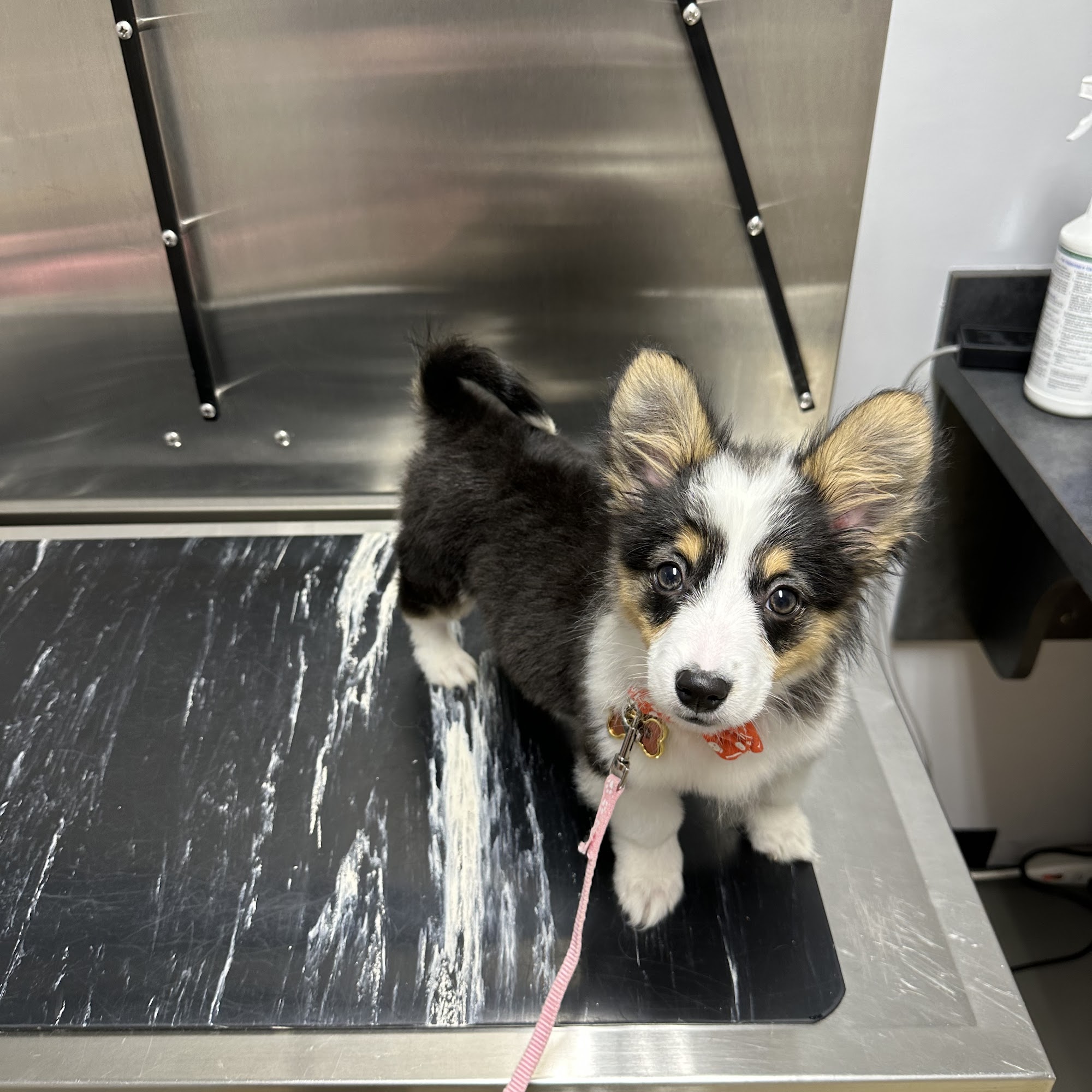 Woodland Animal Hospital Brighton