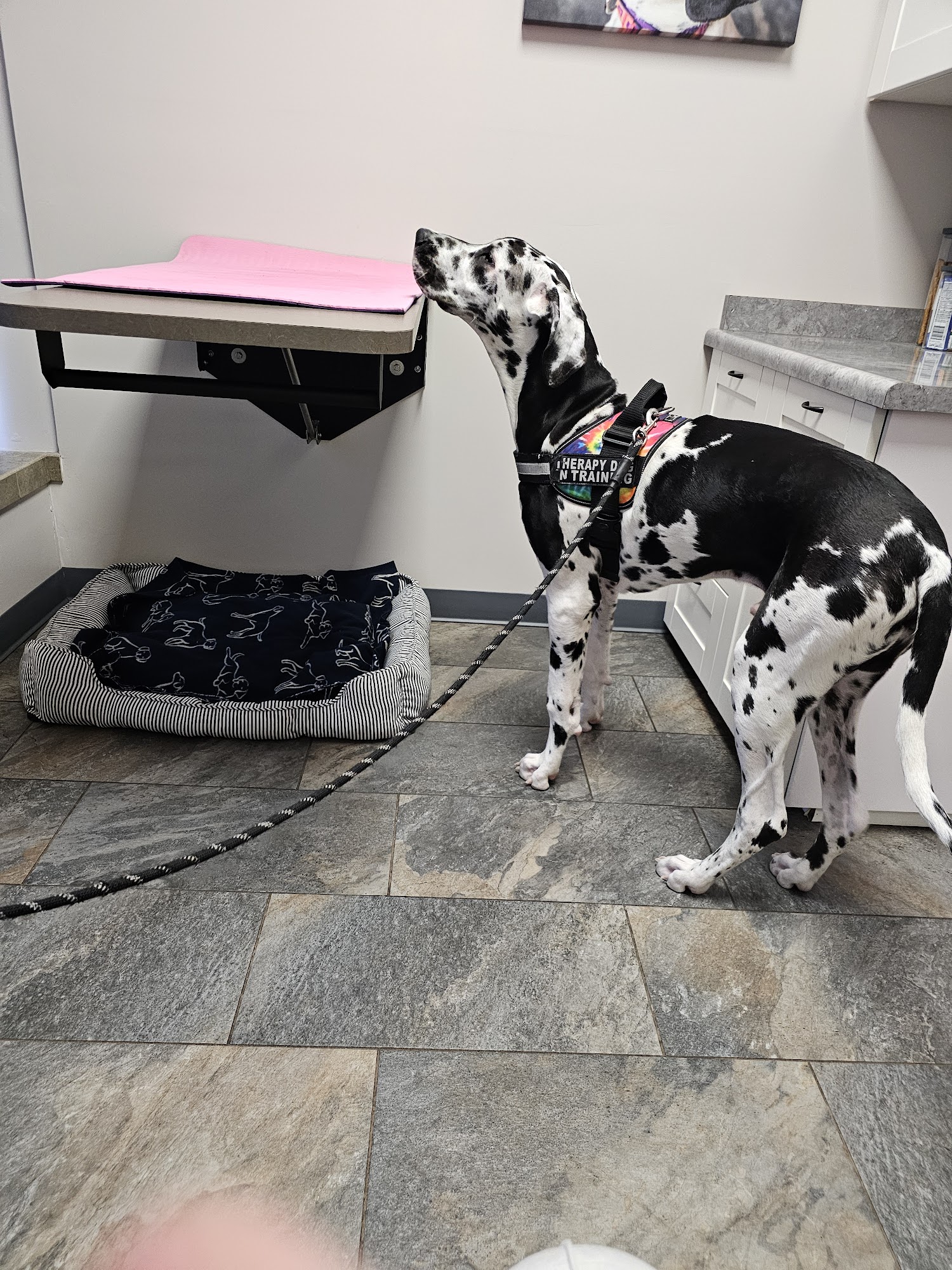 Four Seasons Veterinary Services Brighton