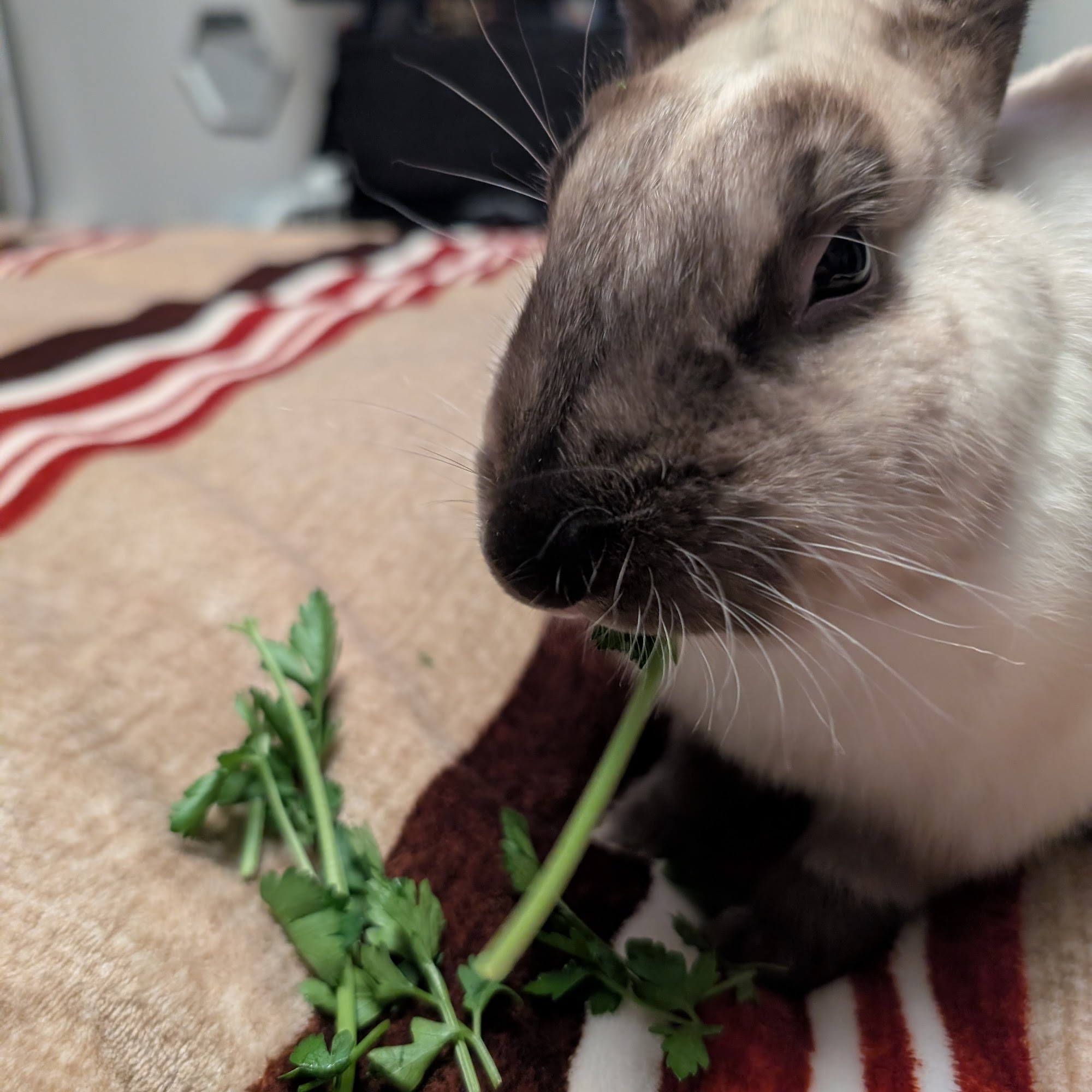 Columbia Animal Clinic Brooklyn