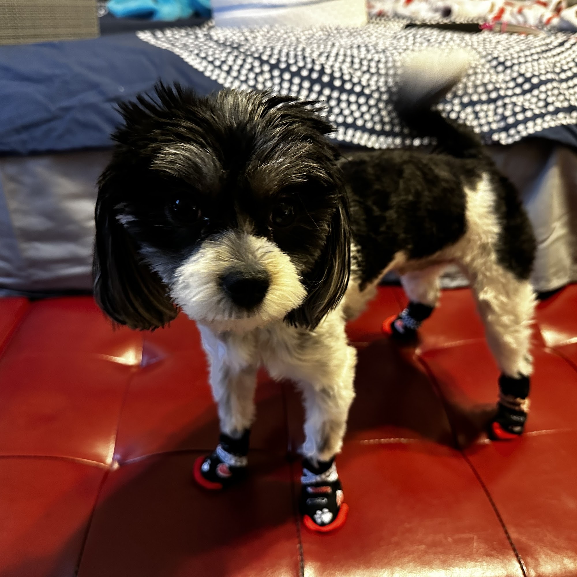 The Dirty Dog Pet Grooming