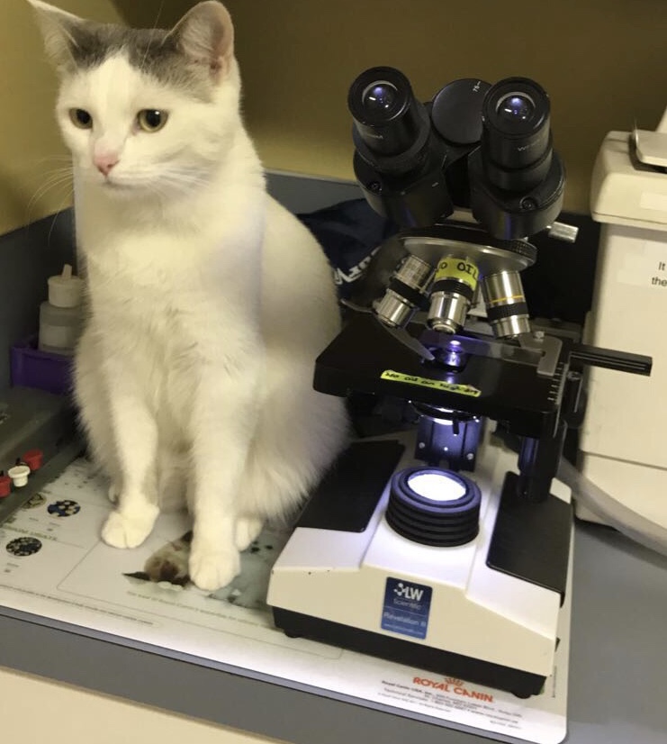 Animal Emergency Hospital Burton