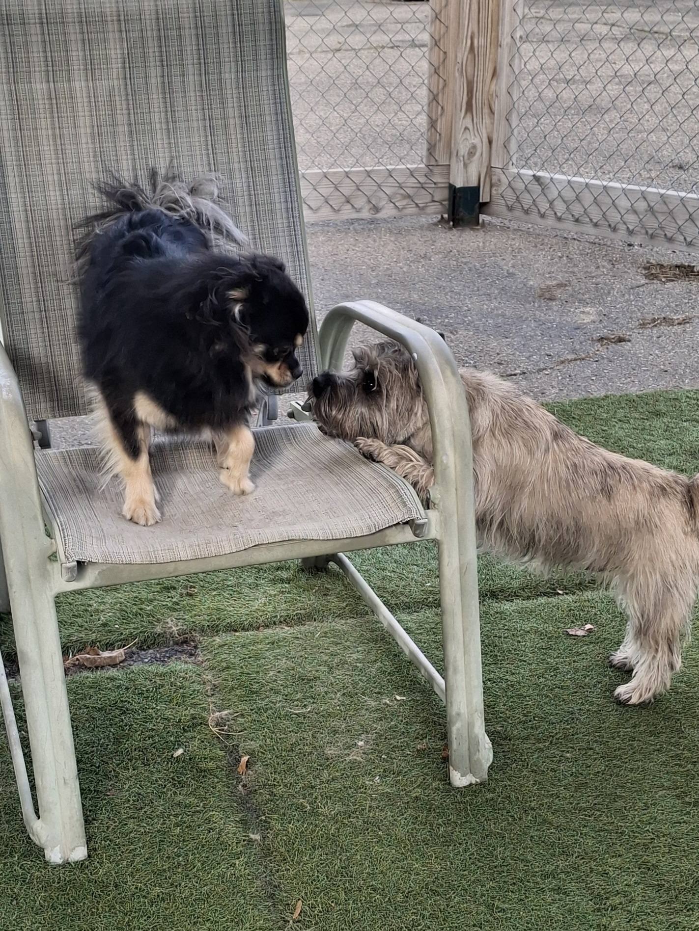 Borton's Doggy Play & Stay LLC Burton