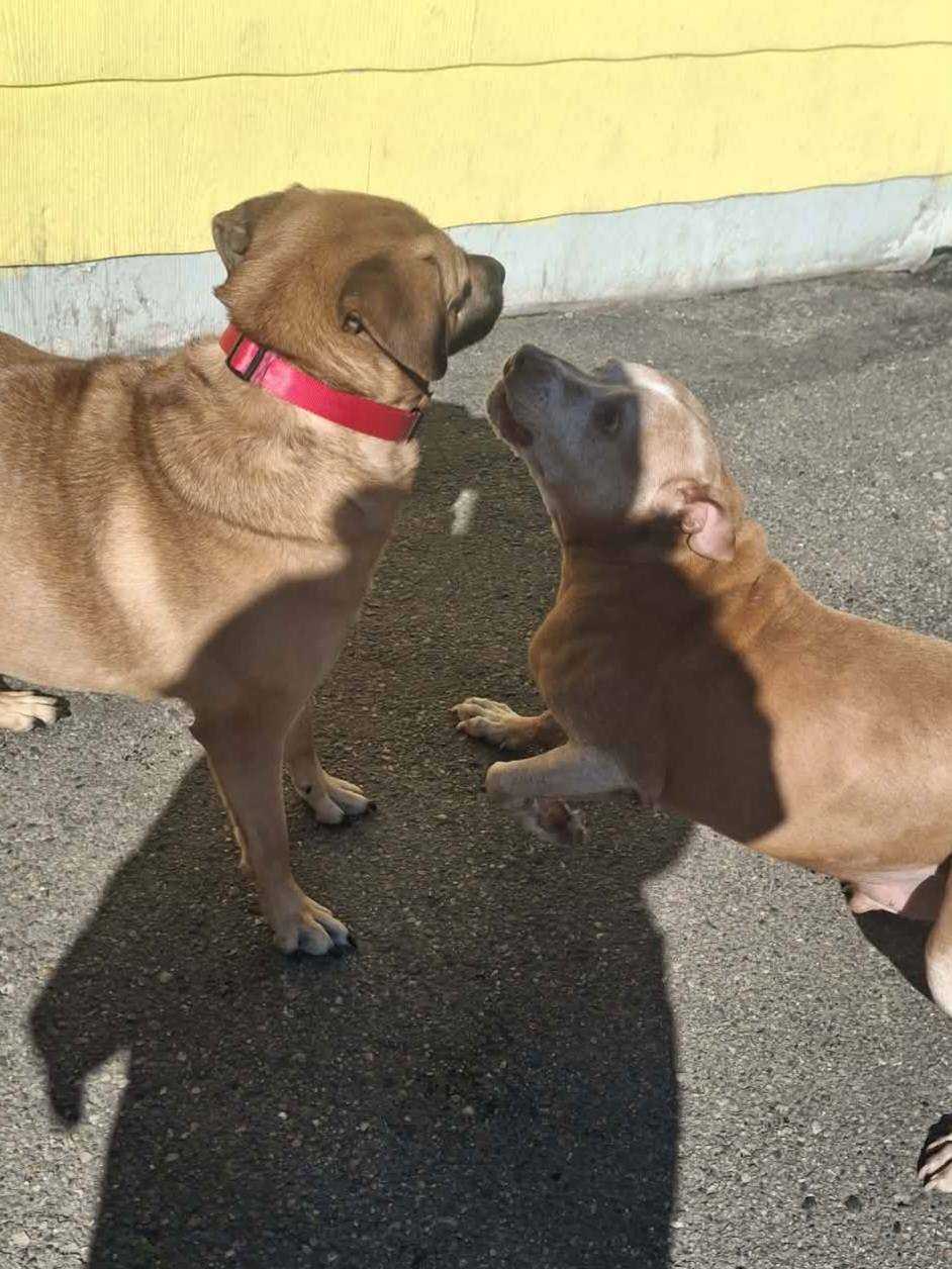 Borton's Doggy Play & Stay LLC Burton