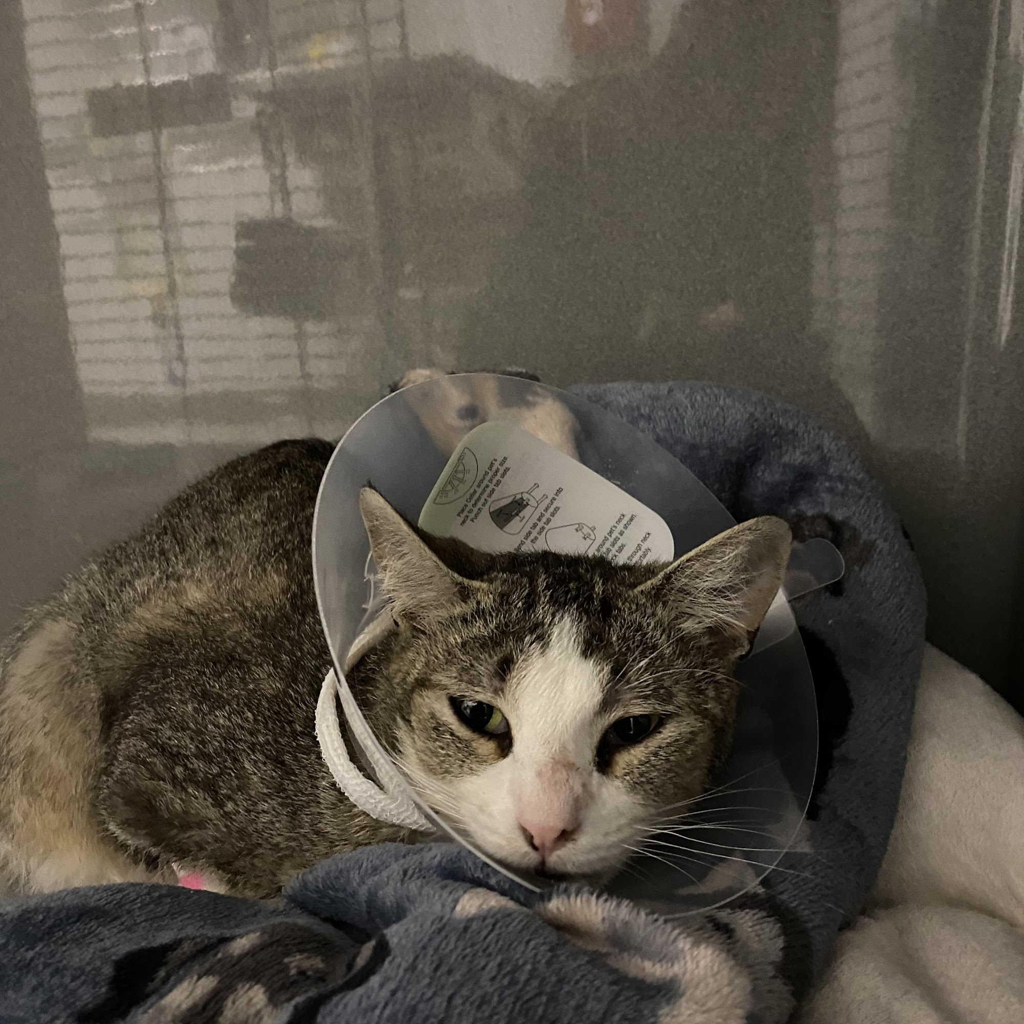 Byron Center Animal Hospital Byron Center