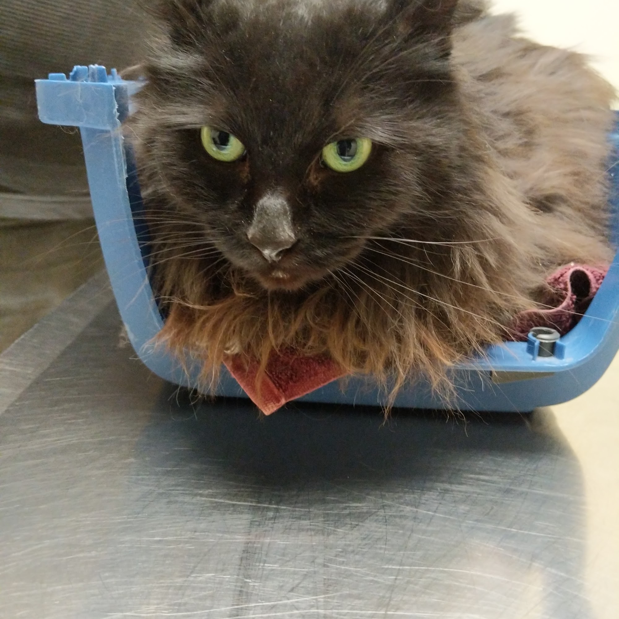 Hometown Veterinary Care in Byron Center Byron Center