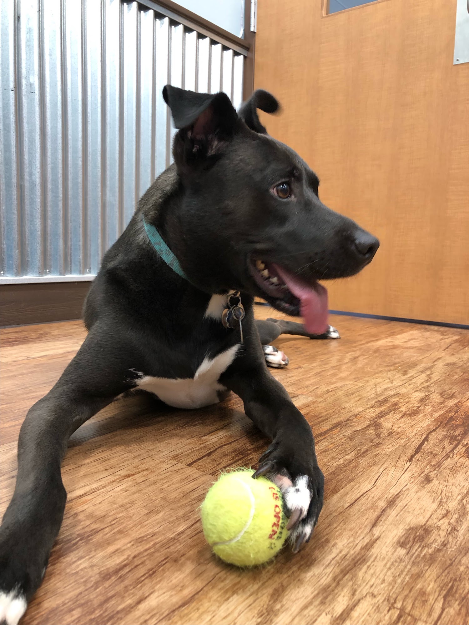 Camp Bow Wow Byron Center