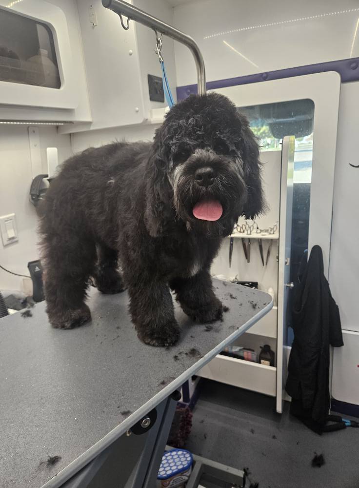 Bradys Groom Room Byron Center