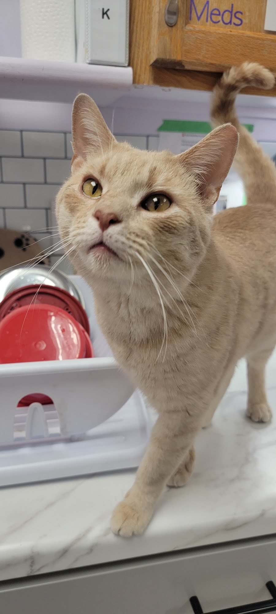 Focus on Ferals Byron Center