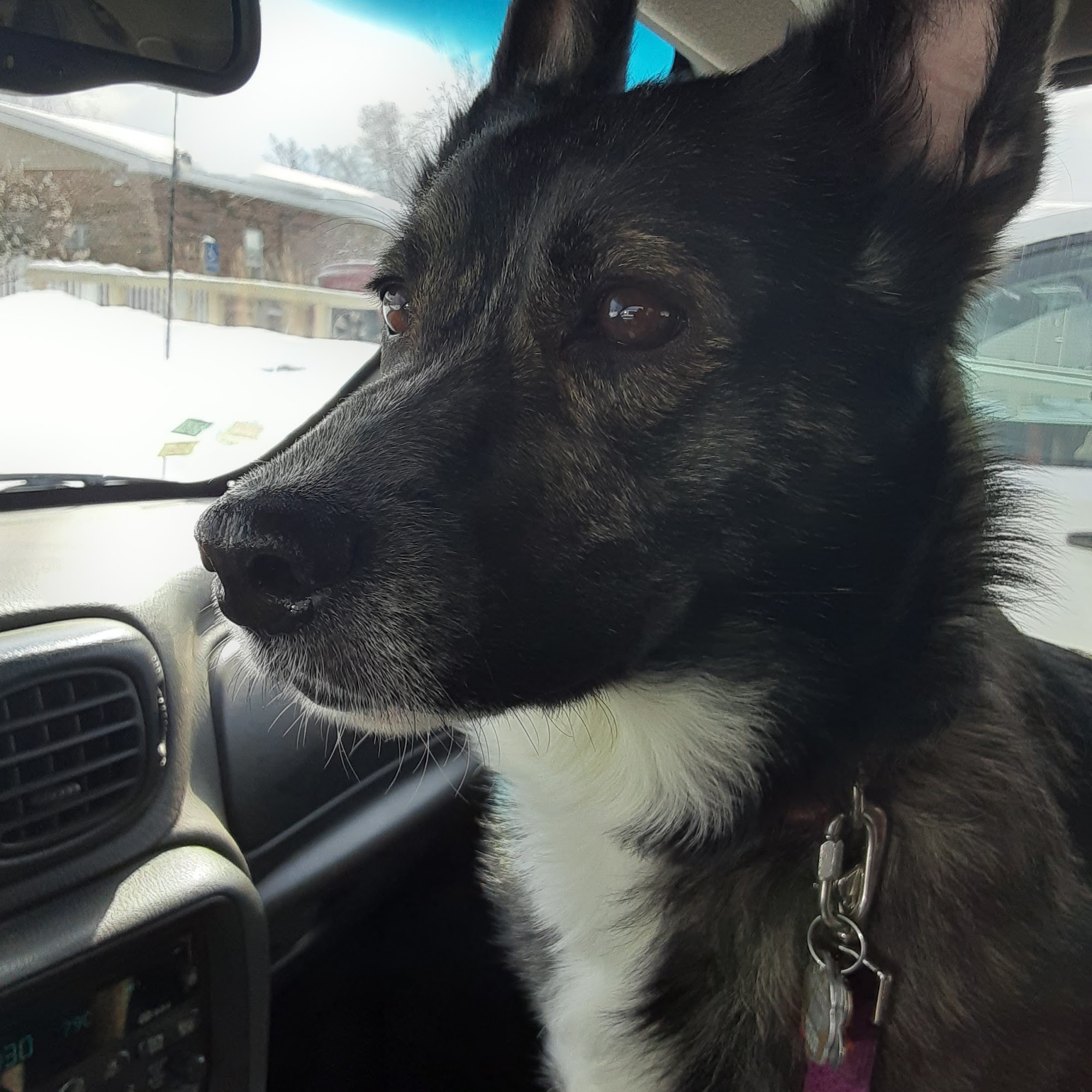 Meyer Veterinary Clinic Cadillac