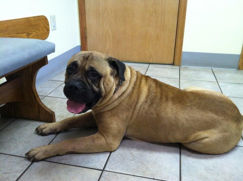 Meyer Veterinary Clinic Cadillac