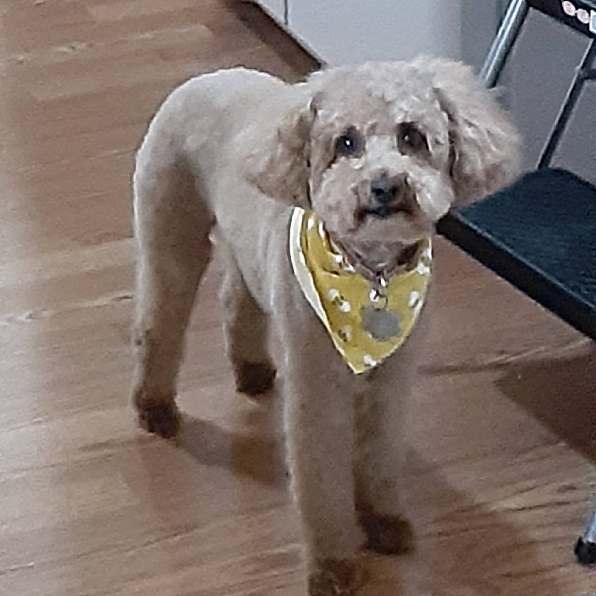 Dancin' With Woofs Cadillac