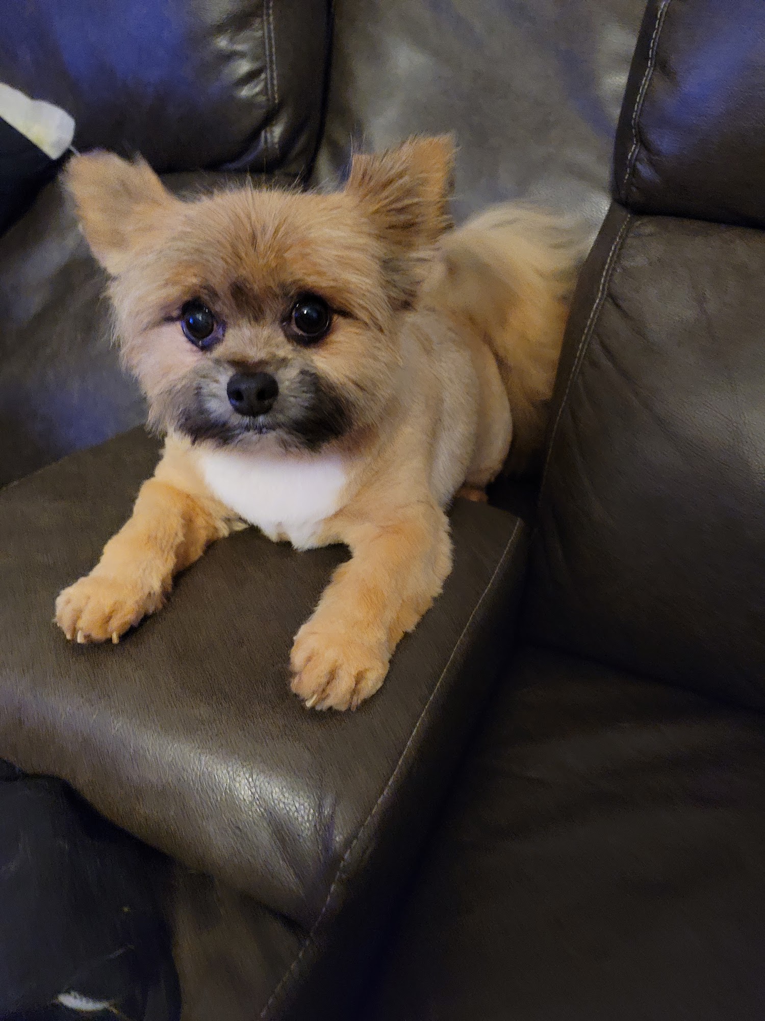 Dancin' With Woofs Cadillac