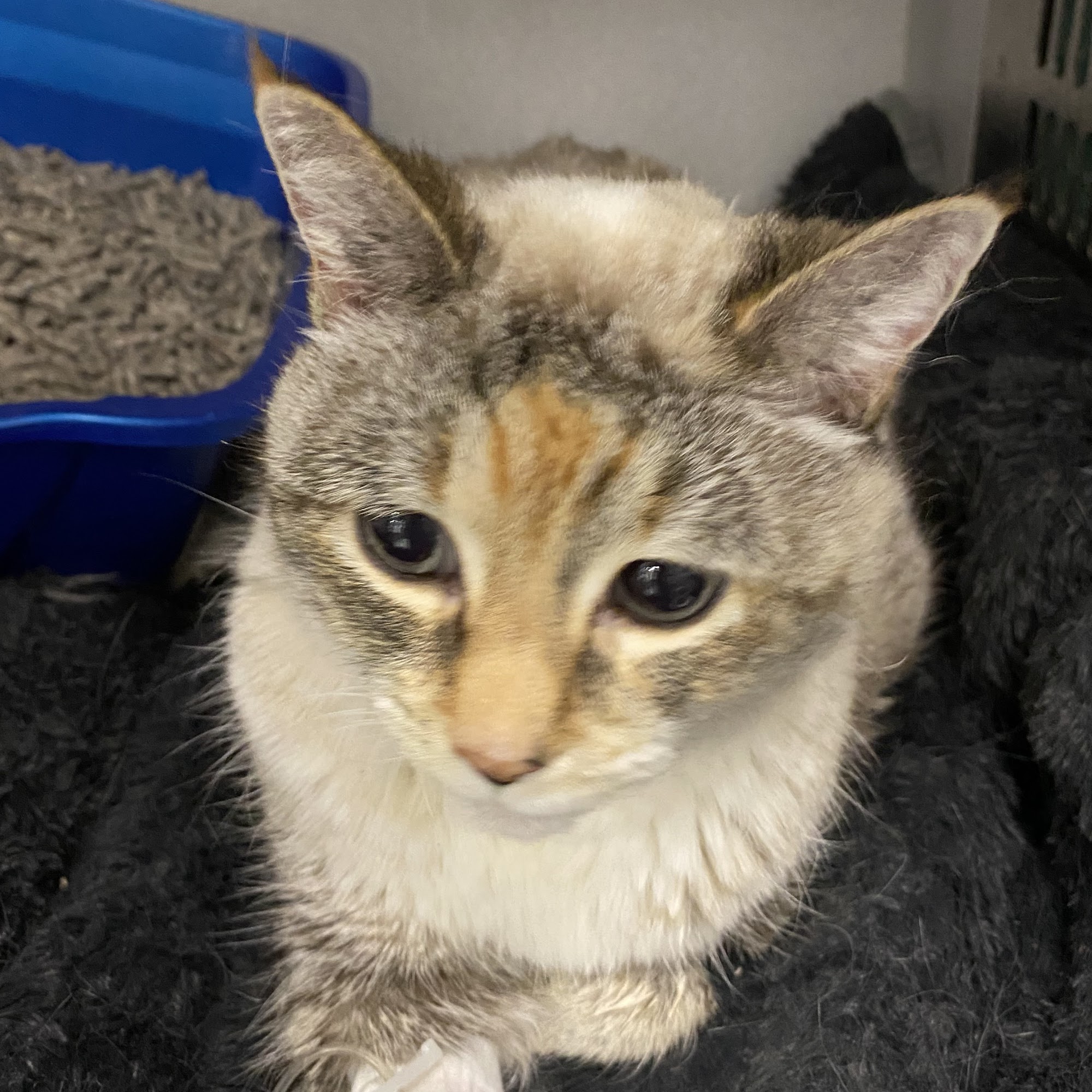 Blue Lake Animal Hospital Caledonia