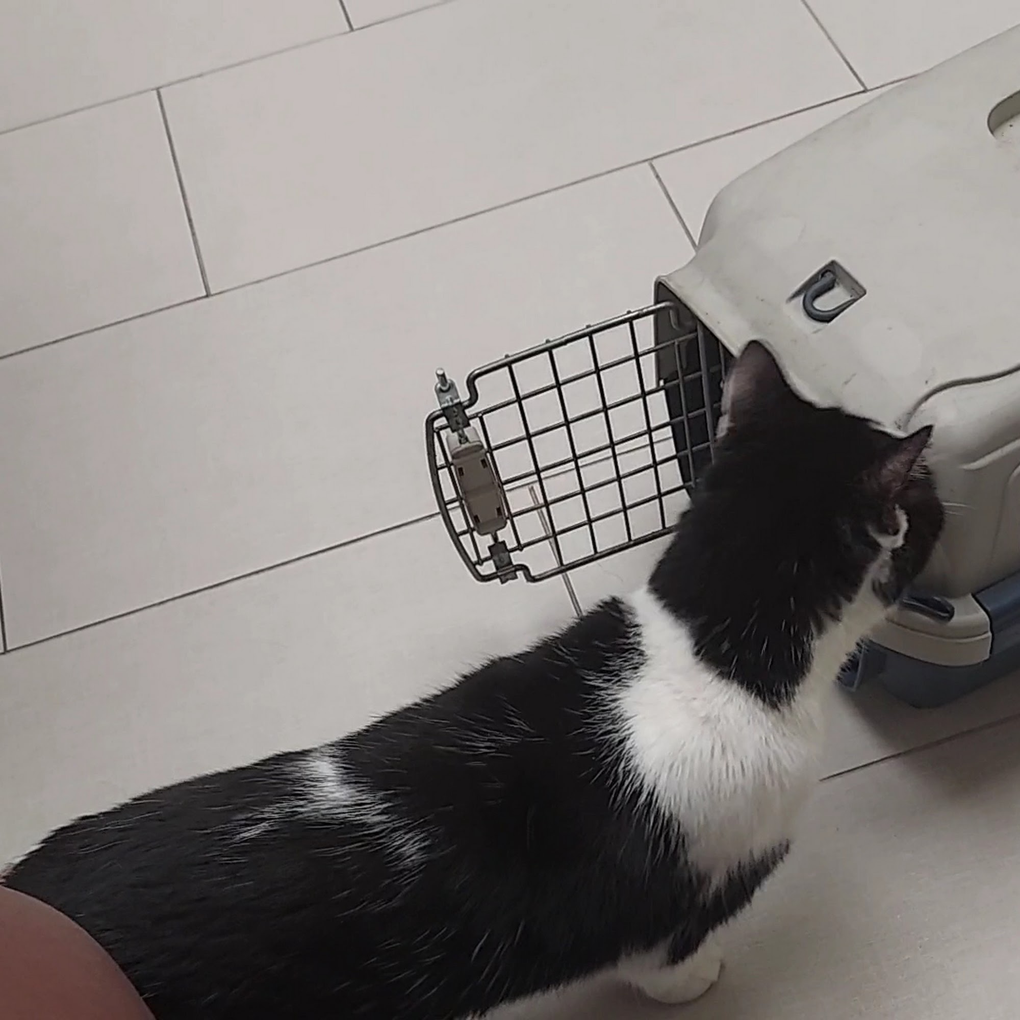 Southkent Veterinary Hospitals Caledonia