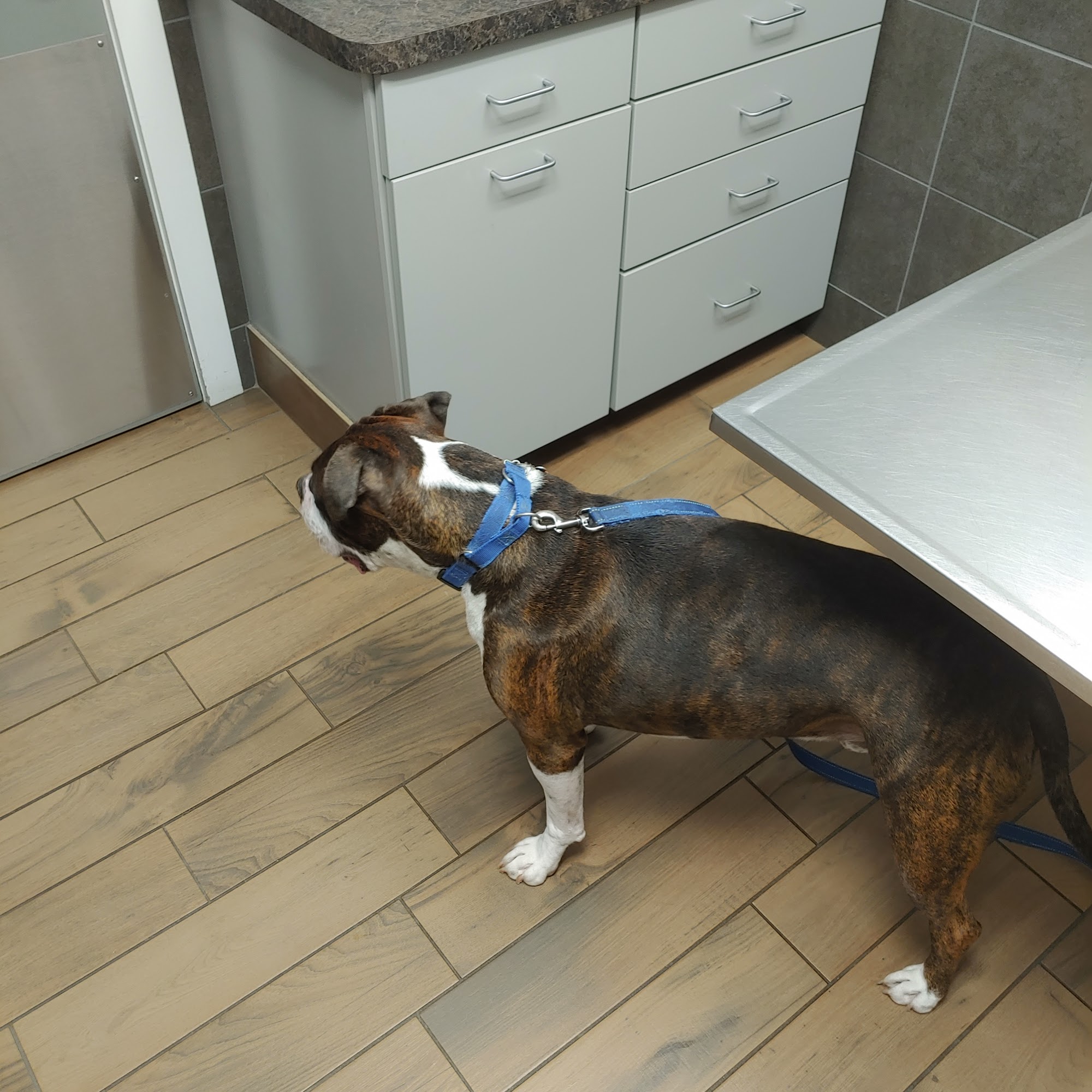 Lilley Veterinary Medical Center Canton