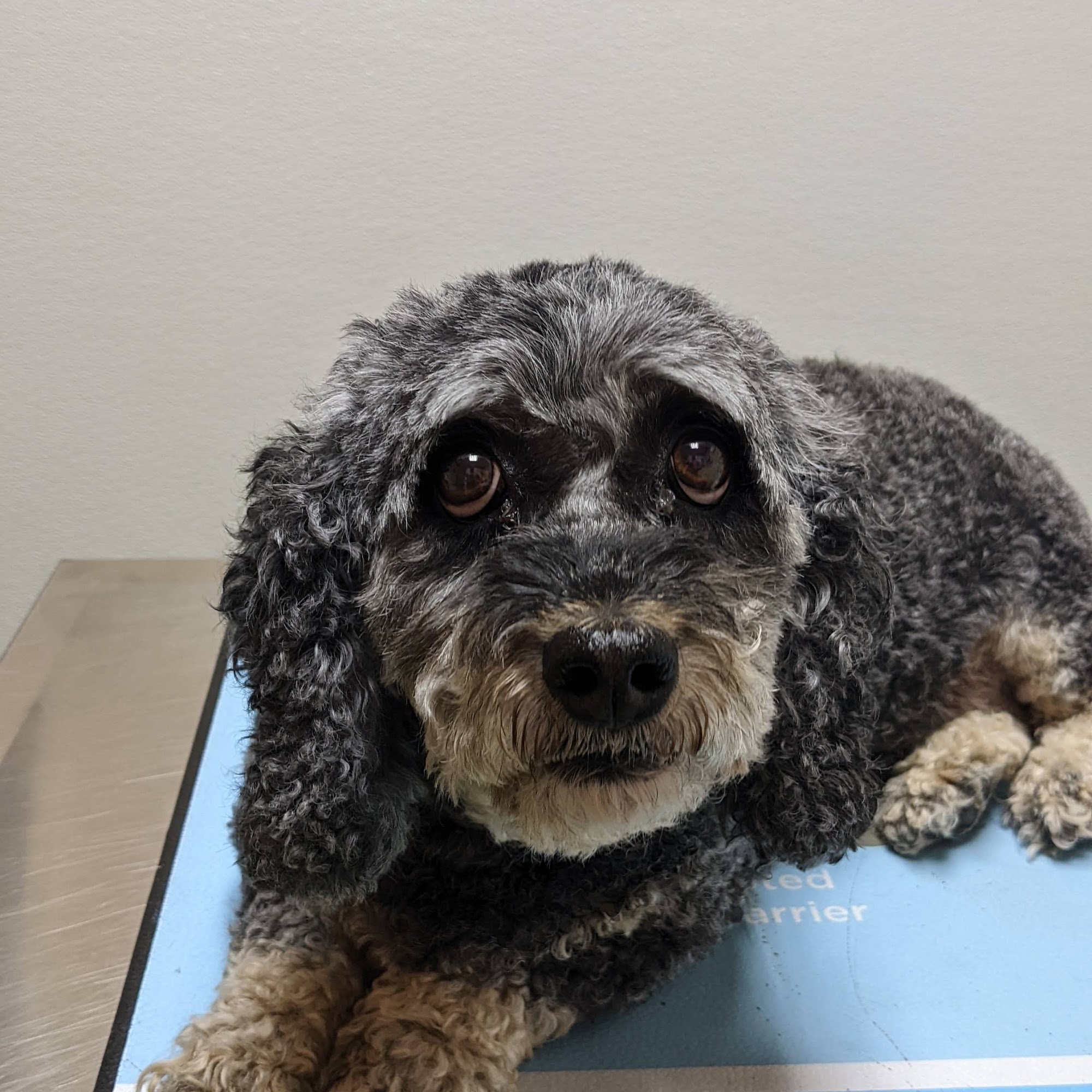 Alsager Animal Care Center Canton