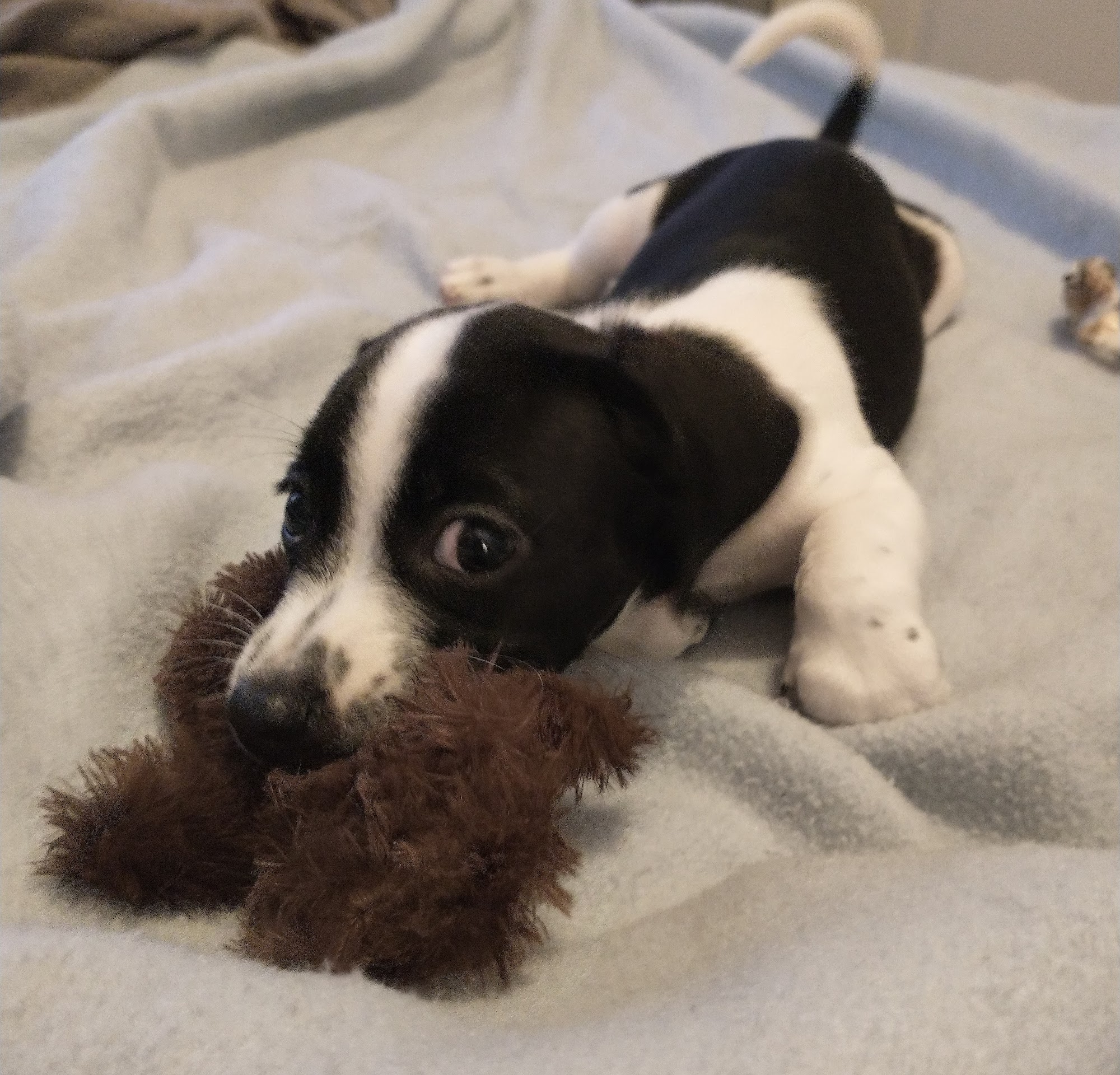 Alsager Animal Care Center Canton