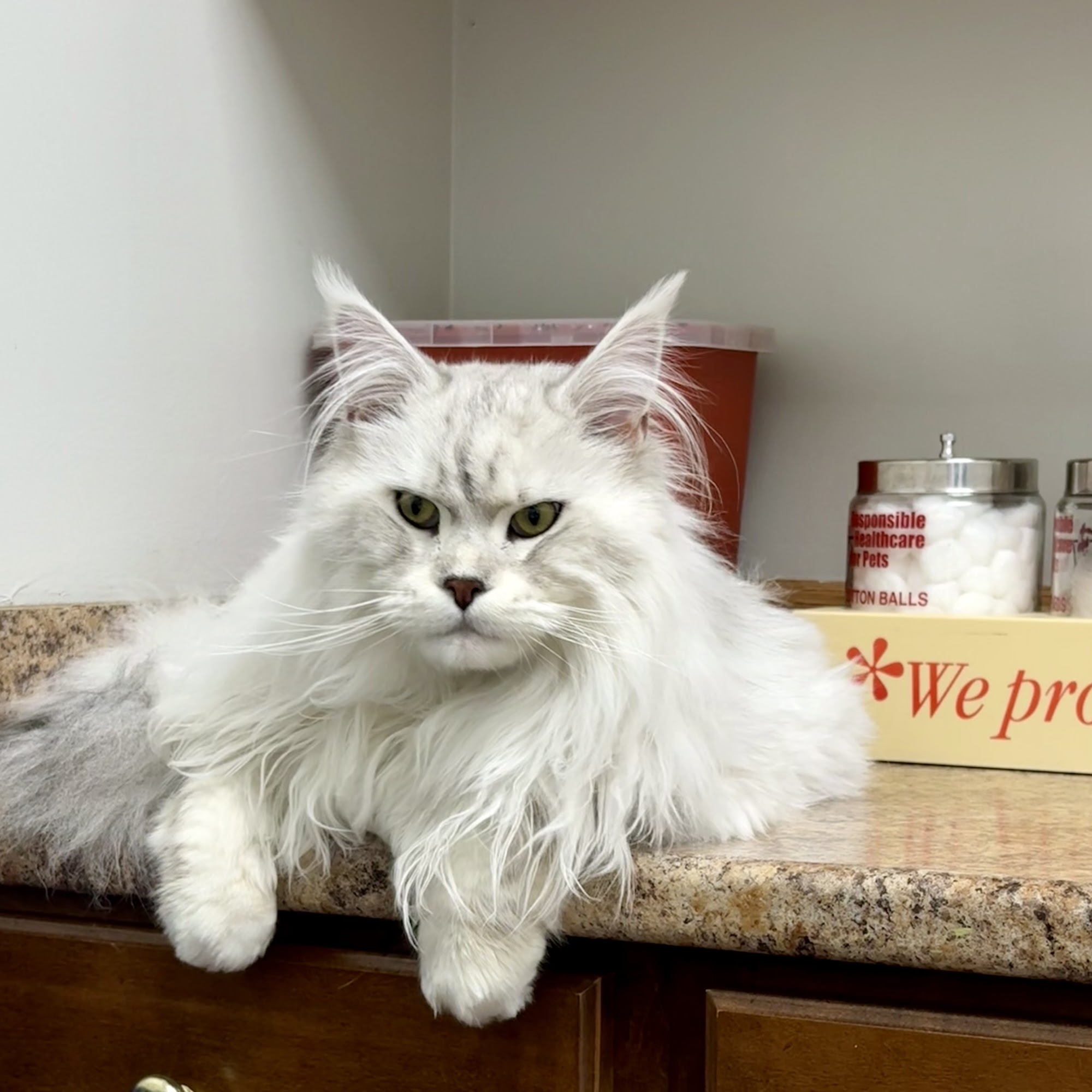 Canton animal hospital Canton