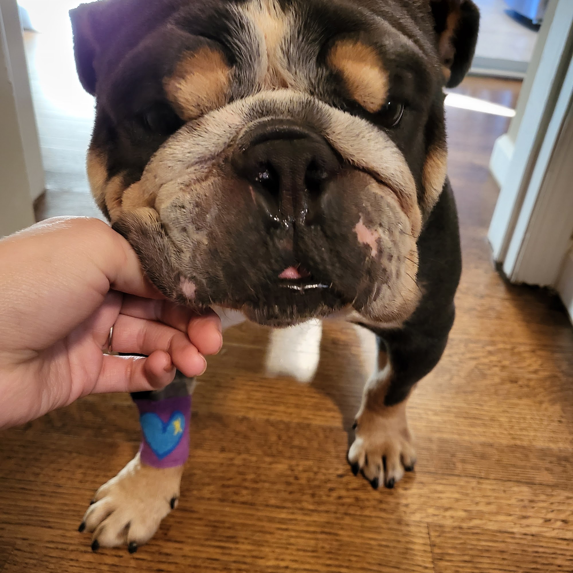 Advanced Veterinary Care Group Canton