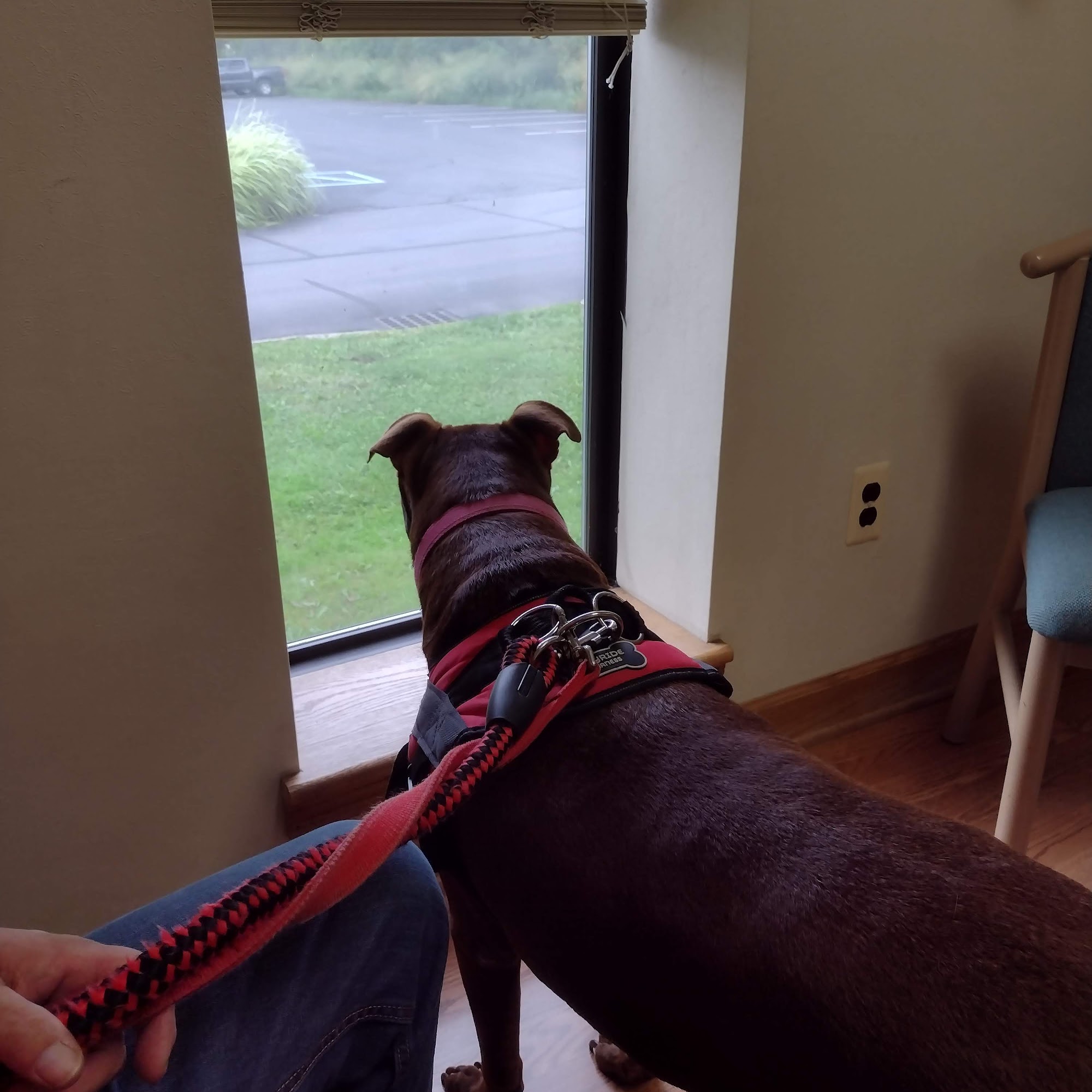 Animal Cancer & Imaging Center Canton